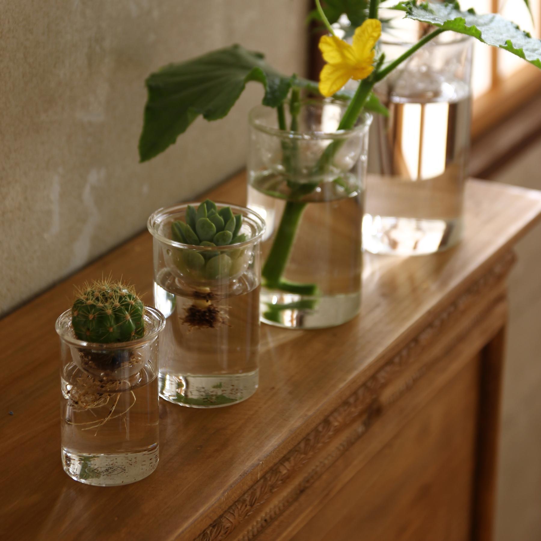 水栽培ガラスベース クリア 7cm KEGY4051 | 新鮮お花問屋 Jp-Farmers.com