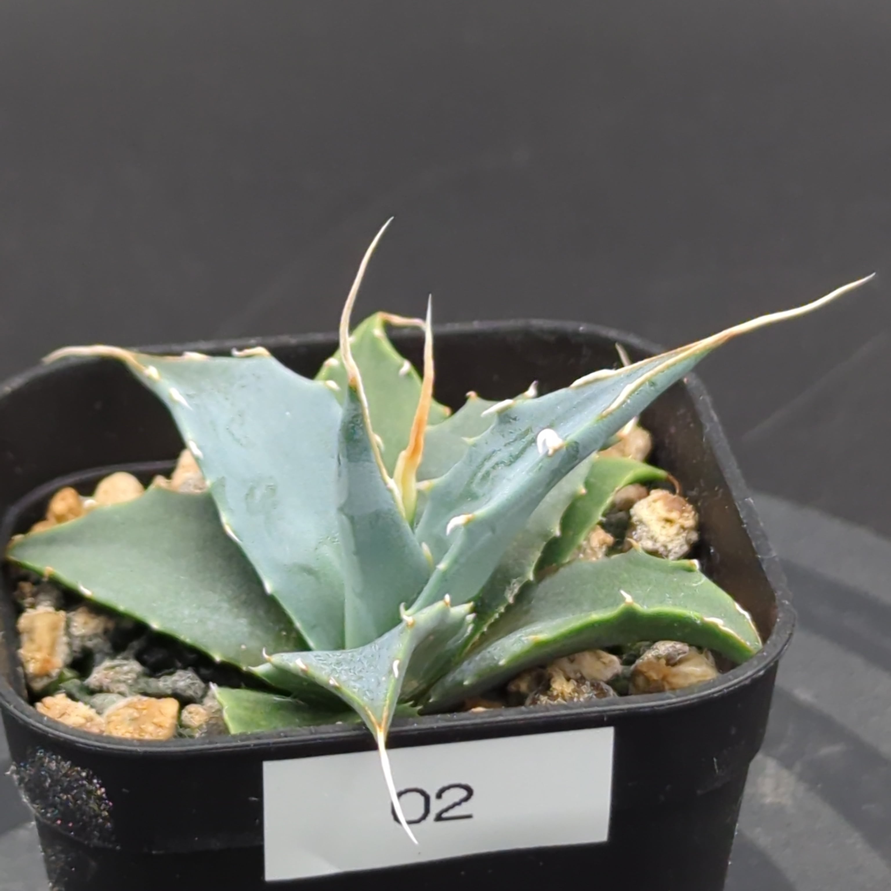 アガベ ユタエンシス エボリスピナ 'ヘイフォード' (Agave utahensis