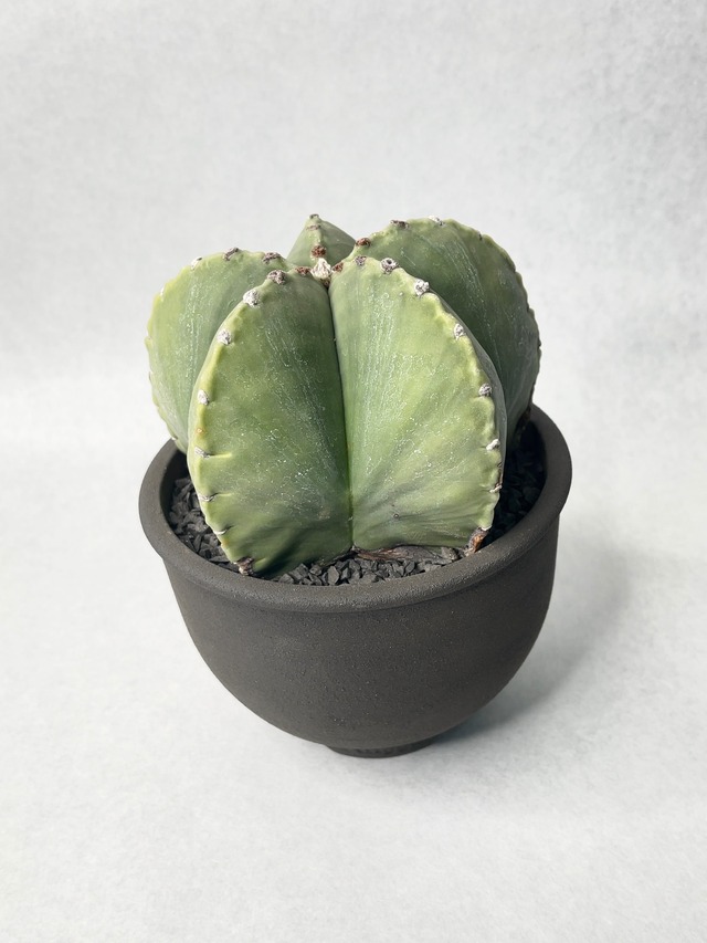 アストロフィツム・碧瑠璃鸞鳳玉