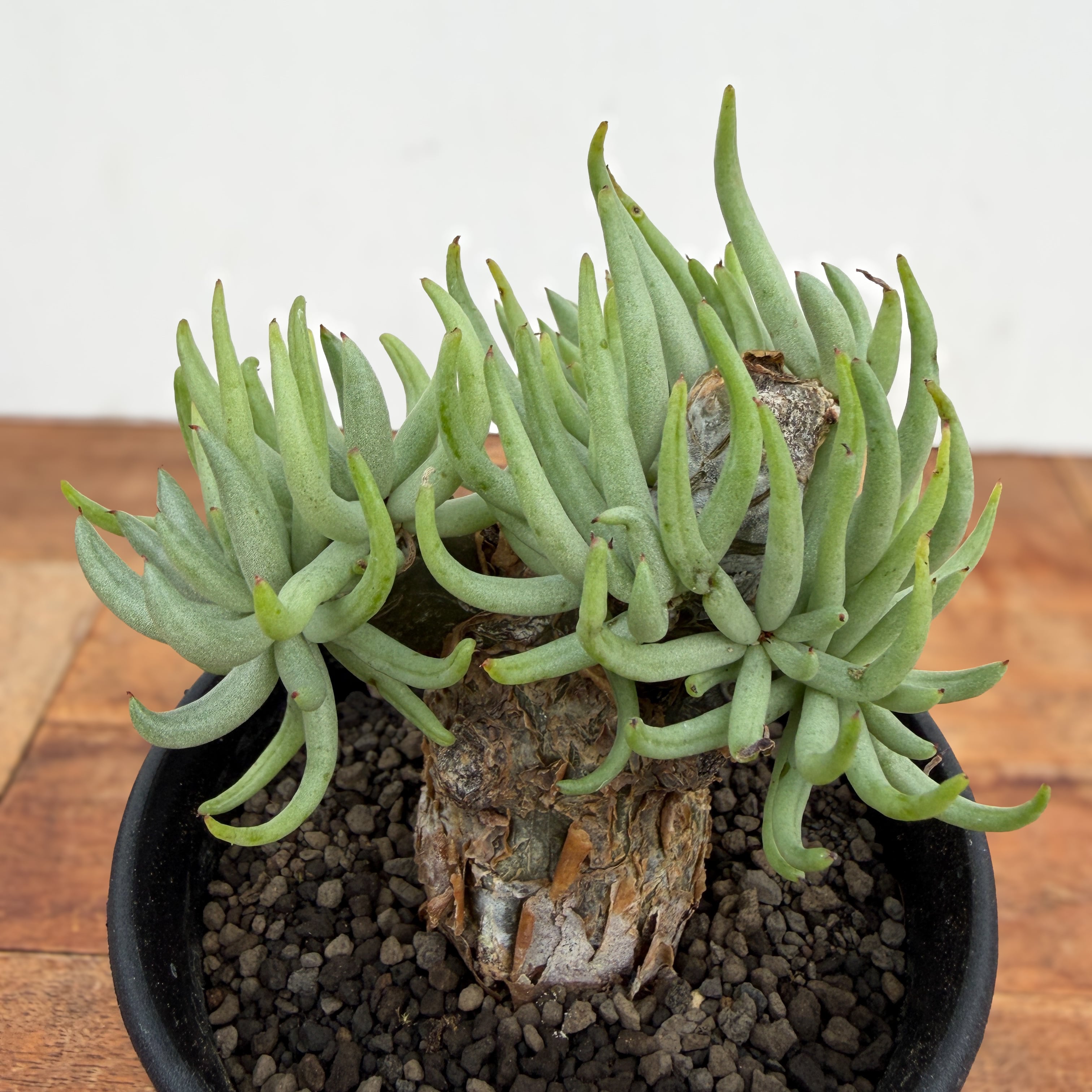 Tylecodon pearsonii【チレコドン・ペアルソニー・実生】 | RIMO'S