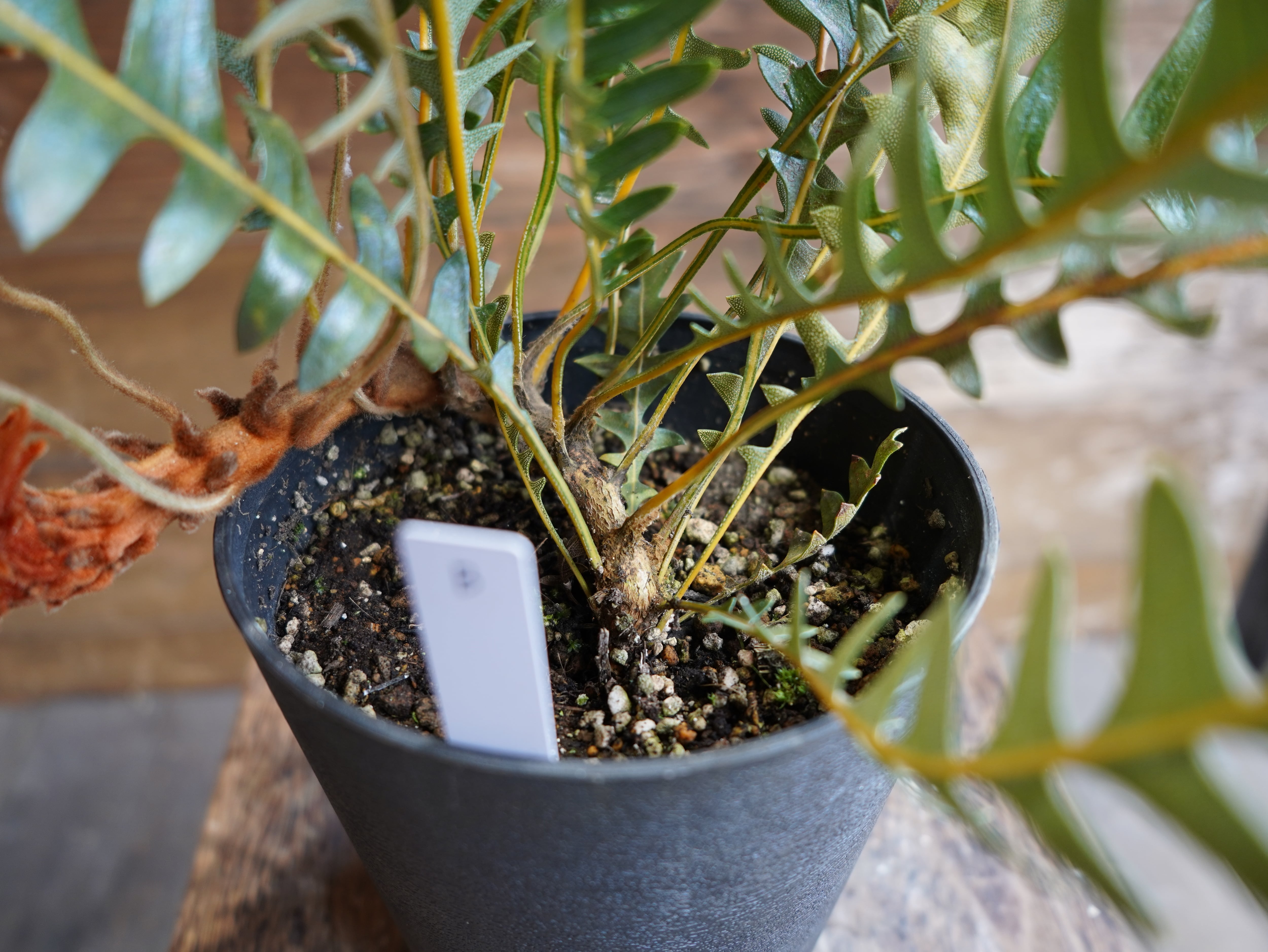 【現物】バンクシア "ブレイクニフォリア" B