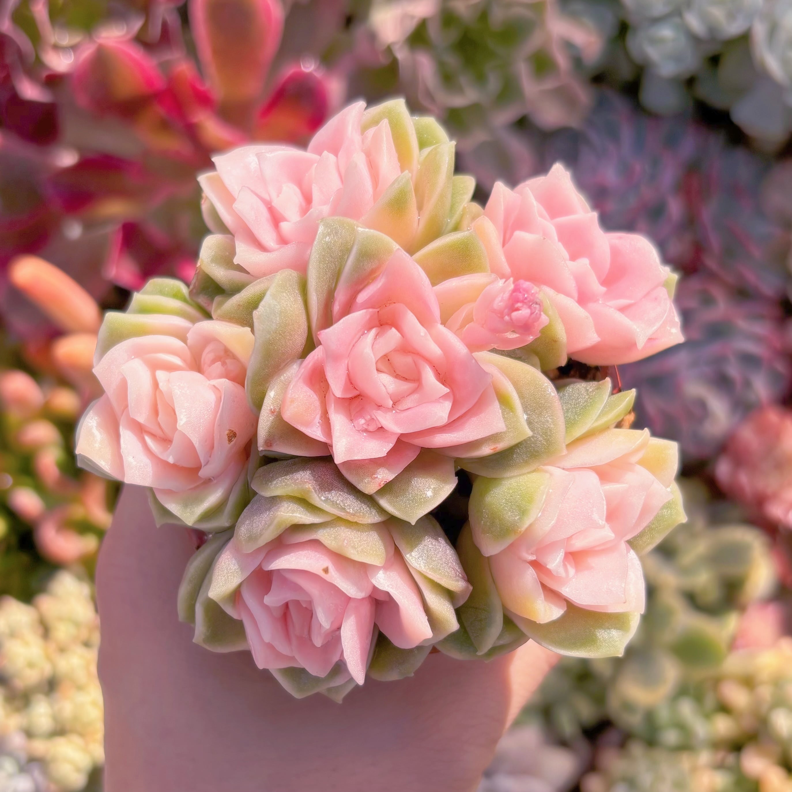 多肉植物　ラブリーローズ錦(6頭)　新入荷　るる農園