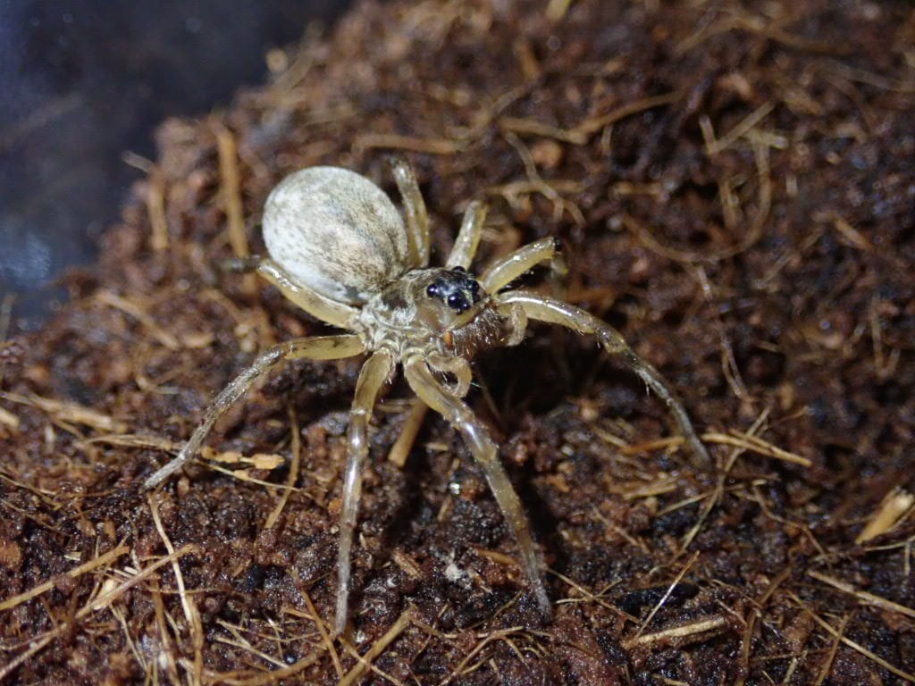 Spider クモ | Bebe Rep. 奇蟲部門