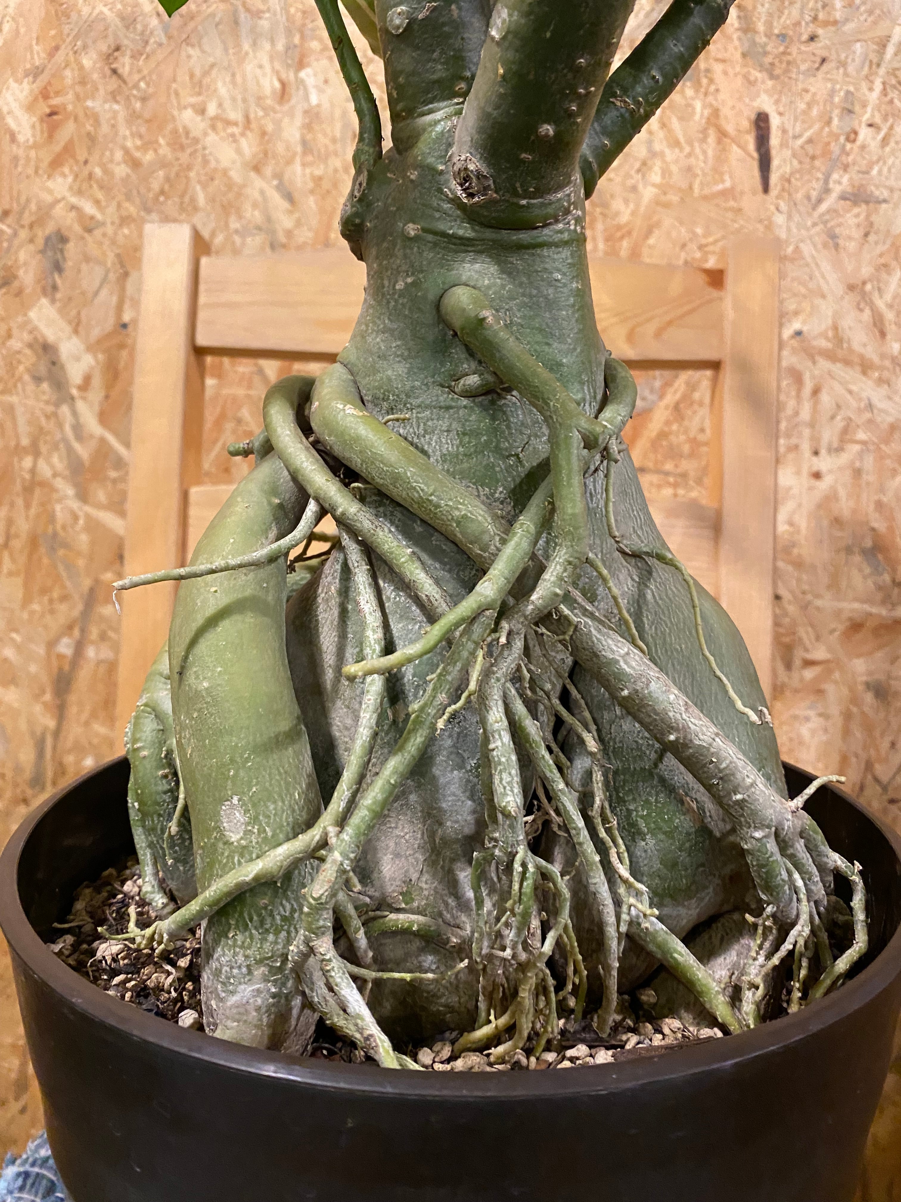 アデニウム 大型 H68cm W33cm 口径約26cm | Garden Varejo