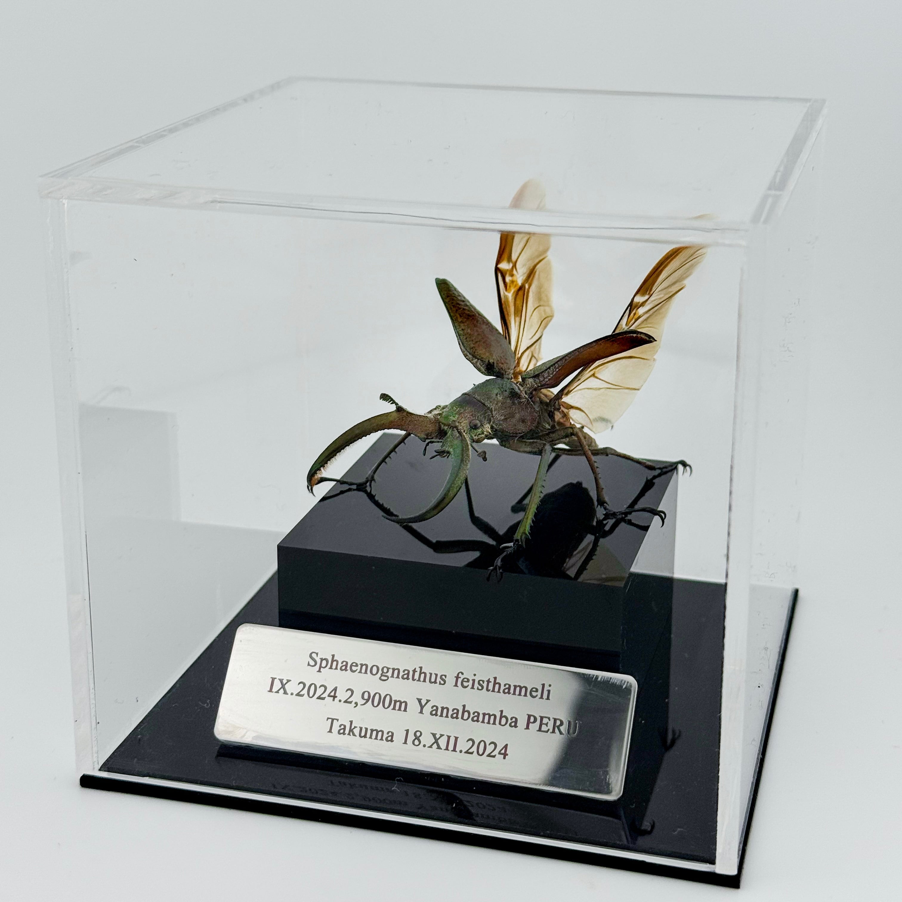 フェイスタメルシワバネクワガタ 飛翔標本 | cielbeetles