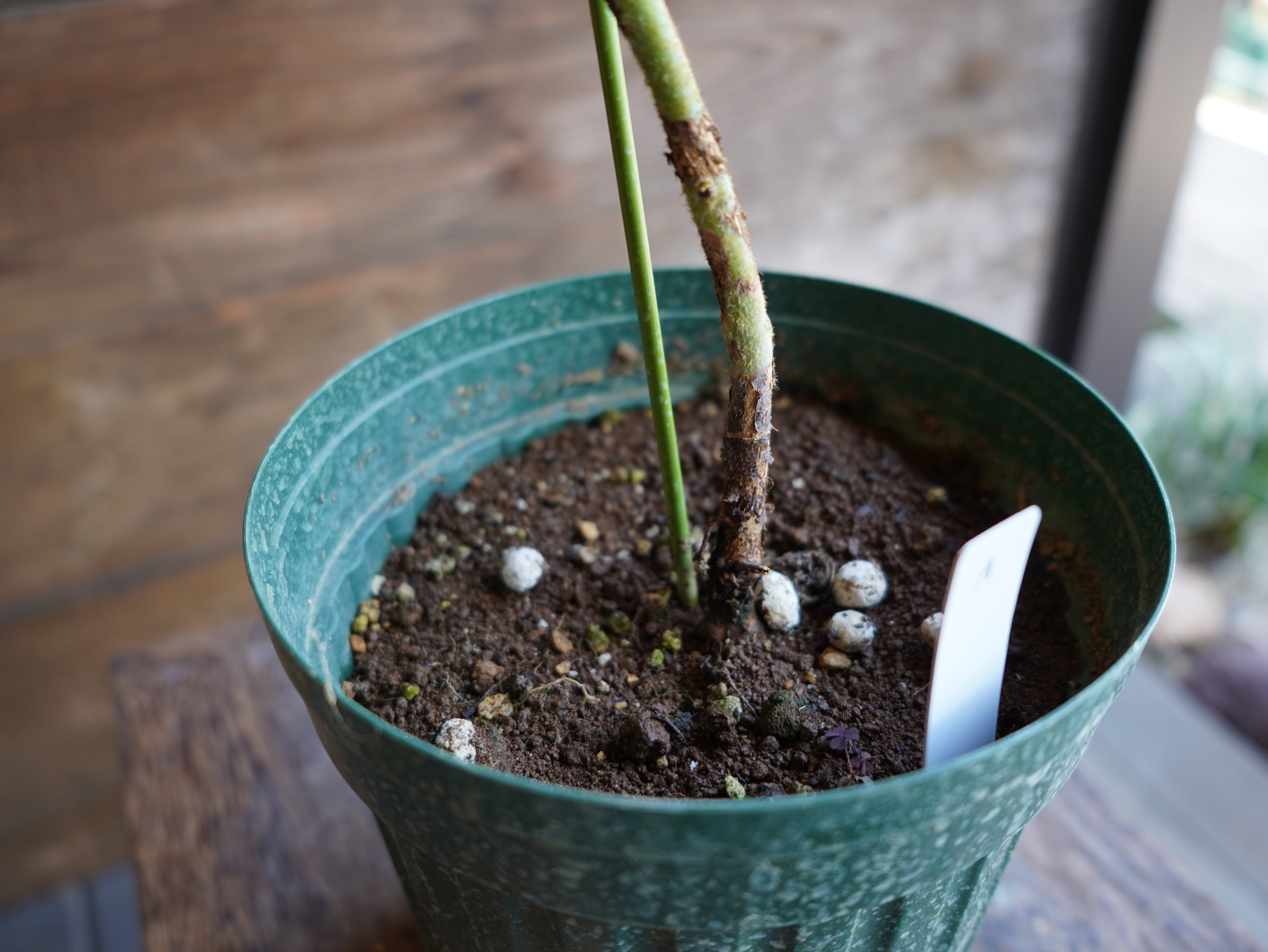 【現物】ユーカリ　”プレウロカルパ”　A