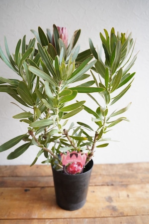 プロテア スペシャルピンクアイス①(1F)