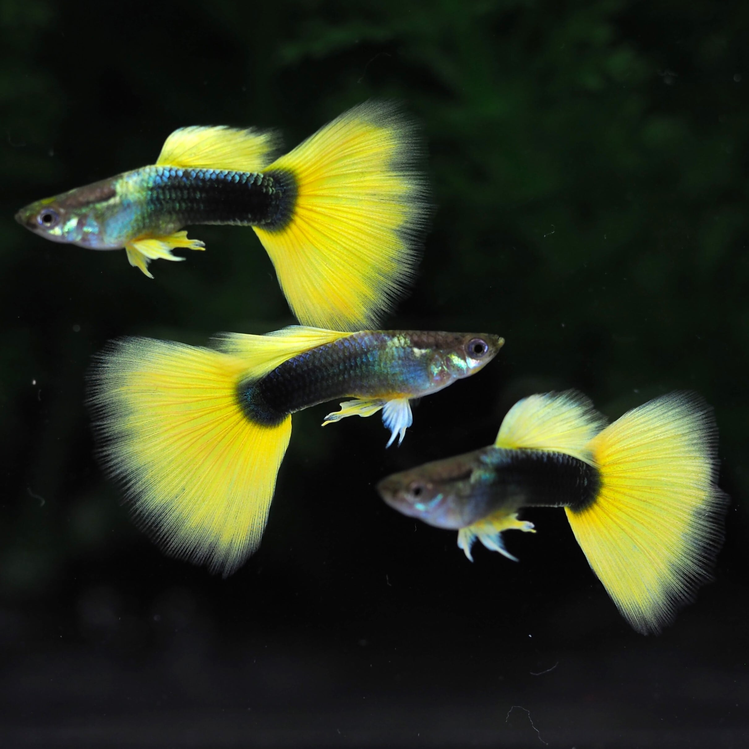 GUPPY | 伊豆グッピーファーム