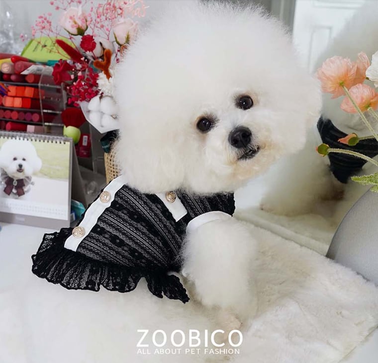 【SALE】cha see-through crop top XS ~ XL 2color / 犬服 春夏 新作 Tシャツ ドッグウェア ショート丈 シースルー 袖なし 小型犬 中型犬 クロップドトップス 涼しい お揃い シンプル