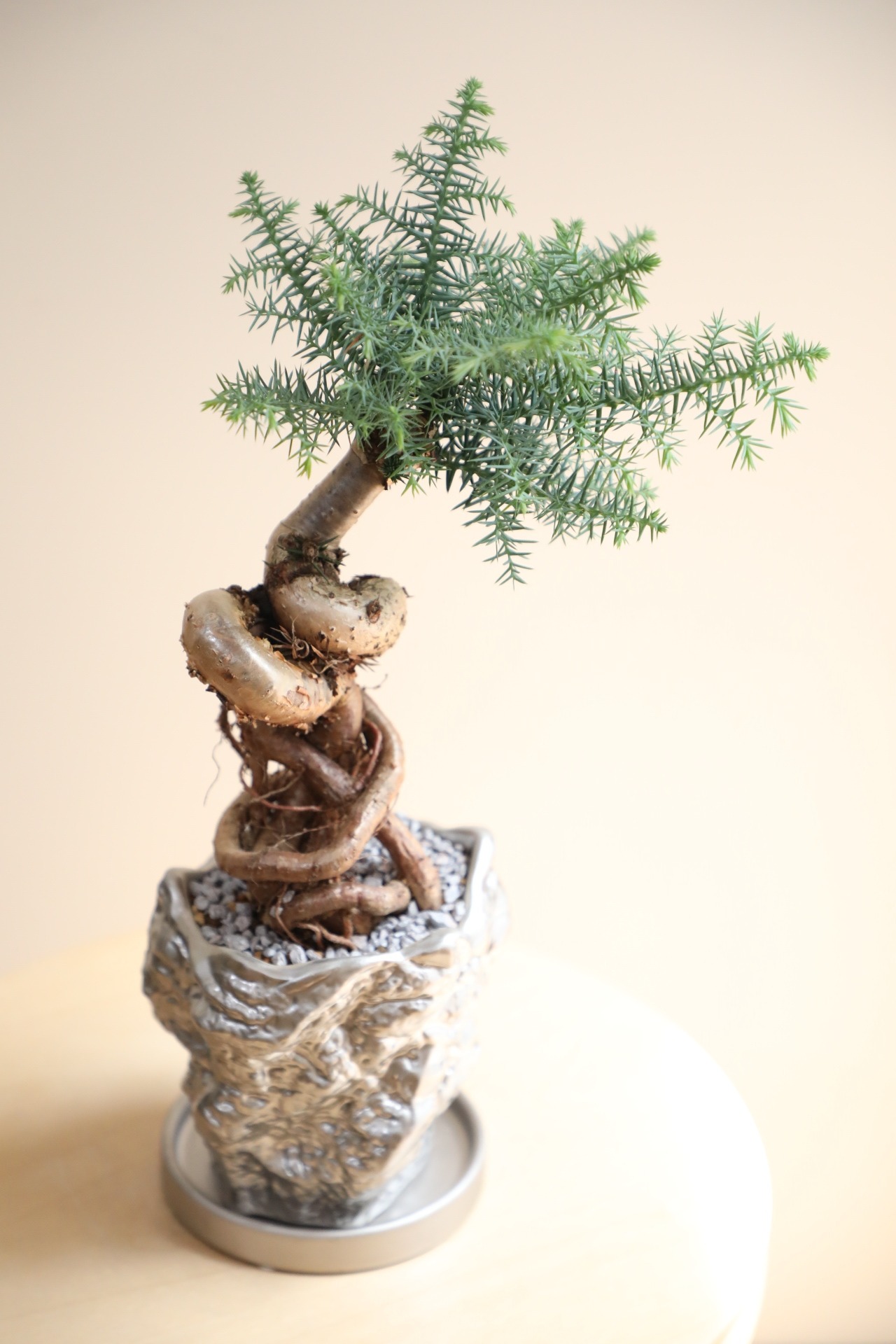 【M】アローカリア/Araucaria heterophylla