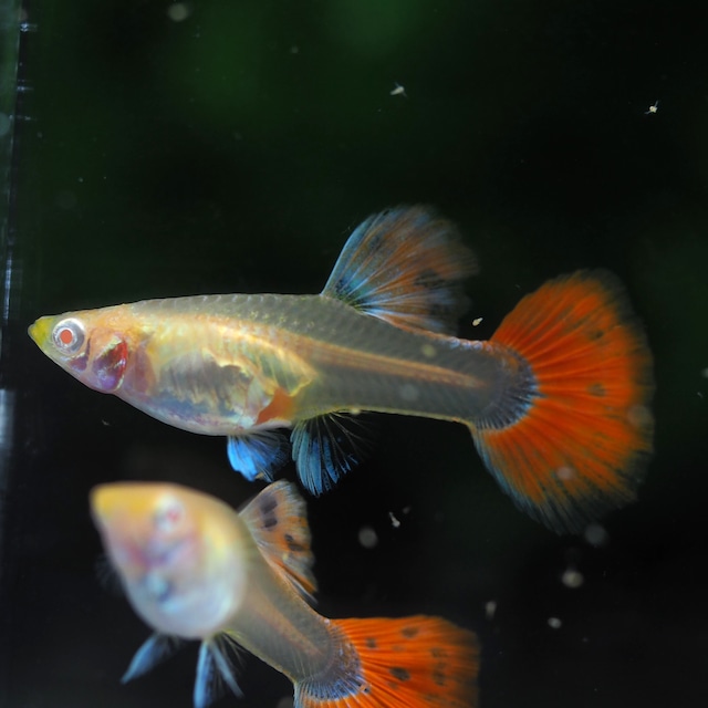 【セール】RREAフルレッドタキシード　若魚2ペア＋おまけ1ペア