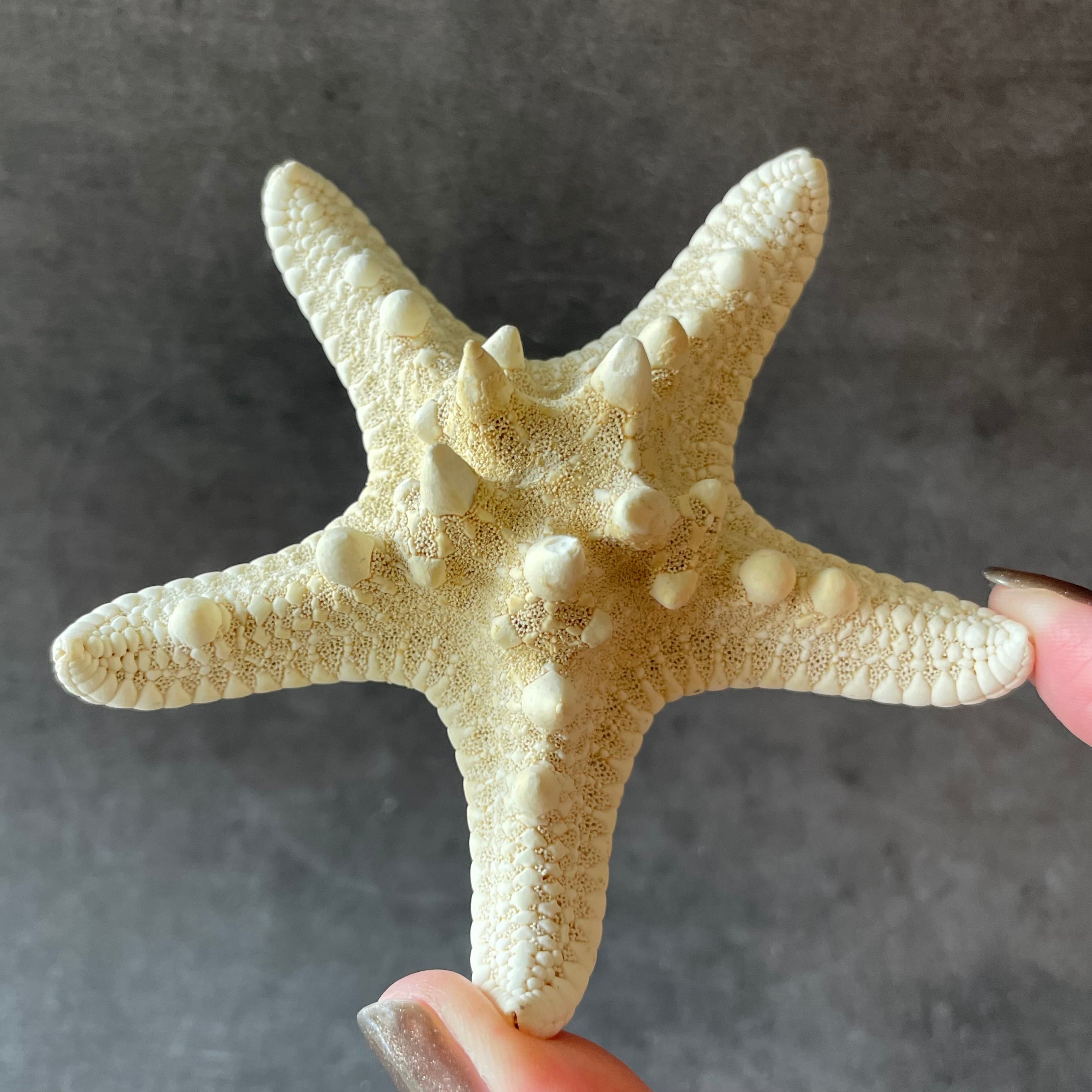 コブヒトデ|化石|天然石 パワーストーン 鉱物 gem stone