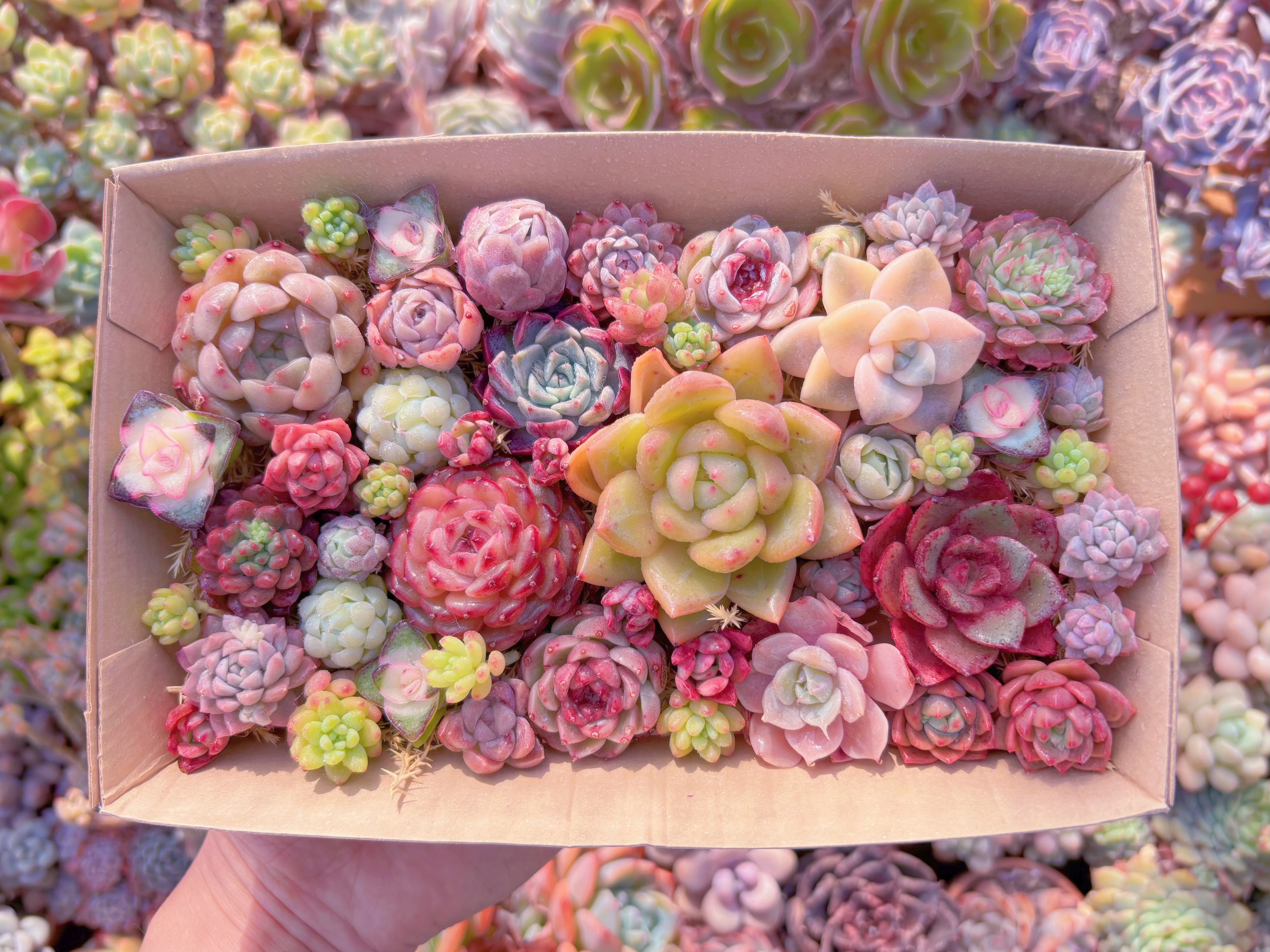 現品　寄せ植えセット#838　12cmx20cm　るる農園