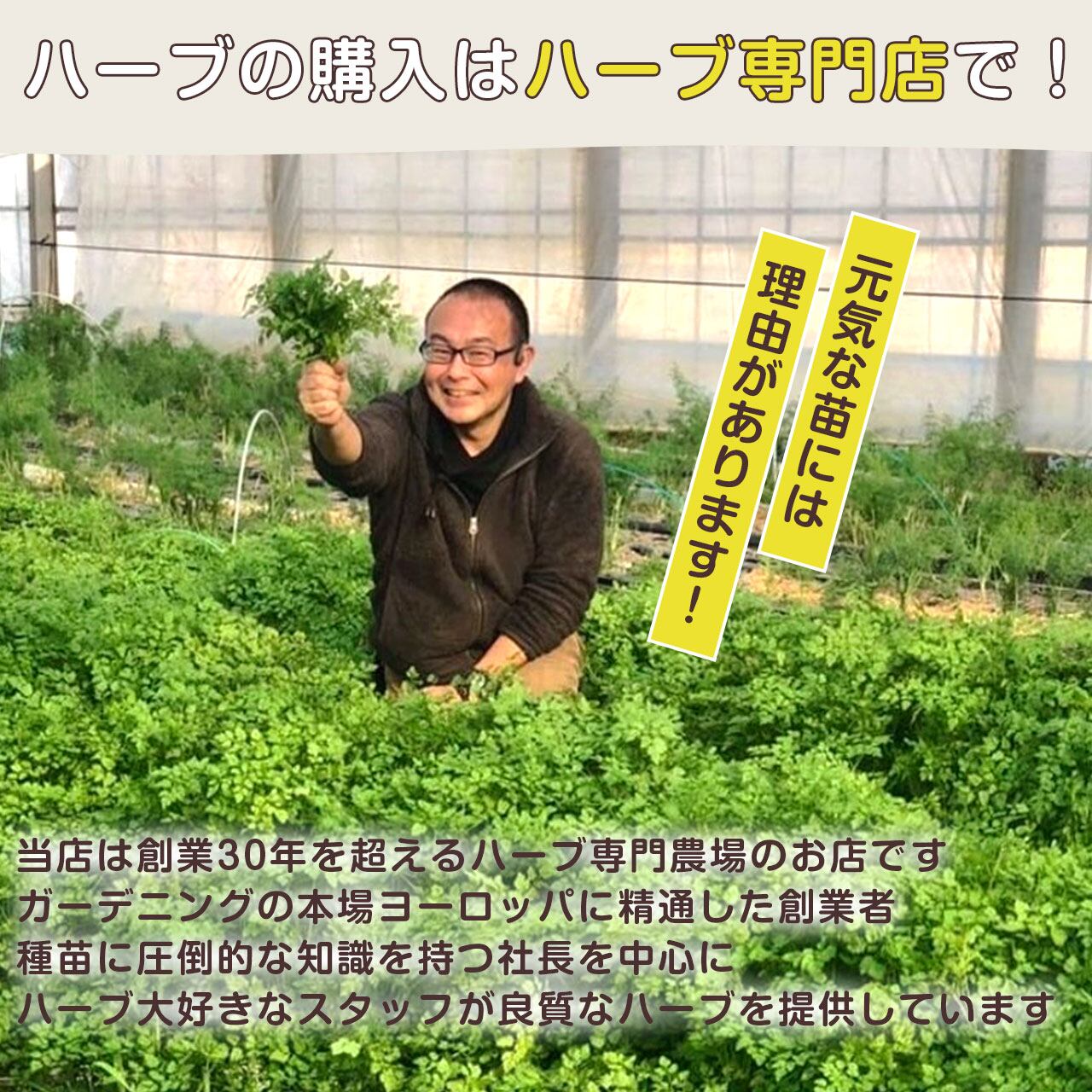 おまかせハーブ寄せ植えキット