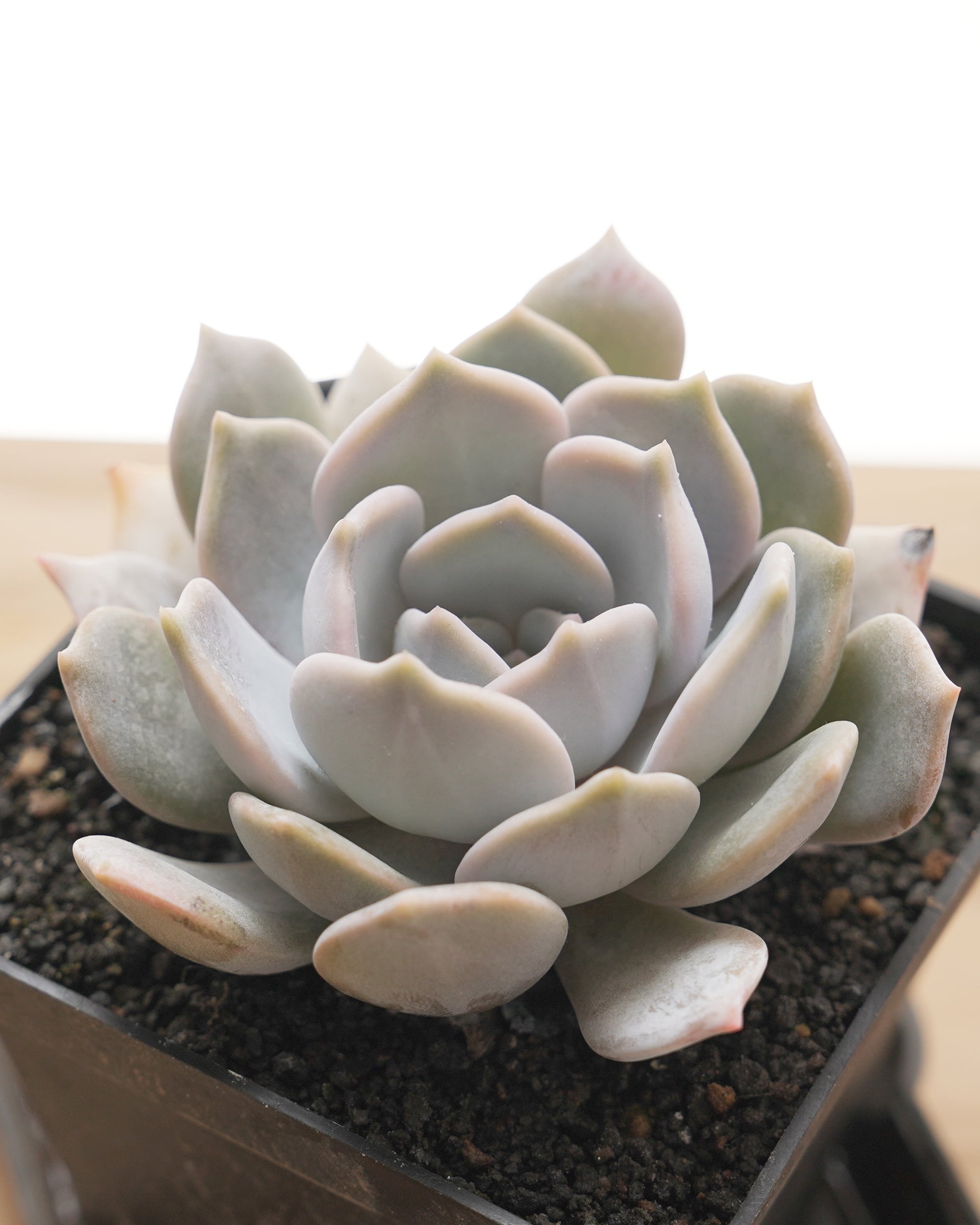 レア種・新品種 | PUKUBOOK SUCCULENTS