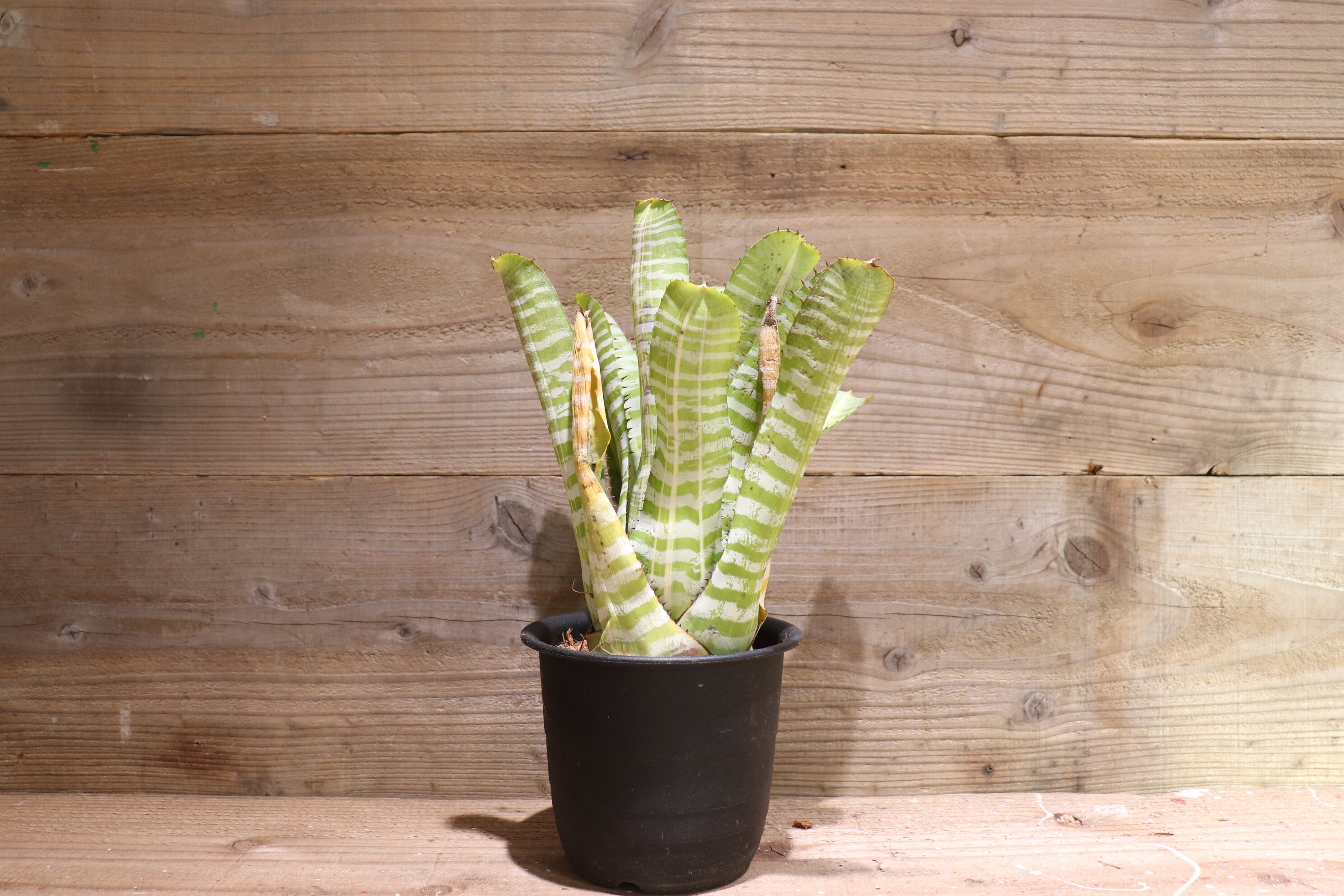 送料無料】Aechmea chantinii 'Vista'〔エクメア〕現品発送A0044