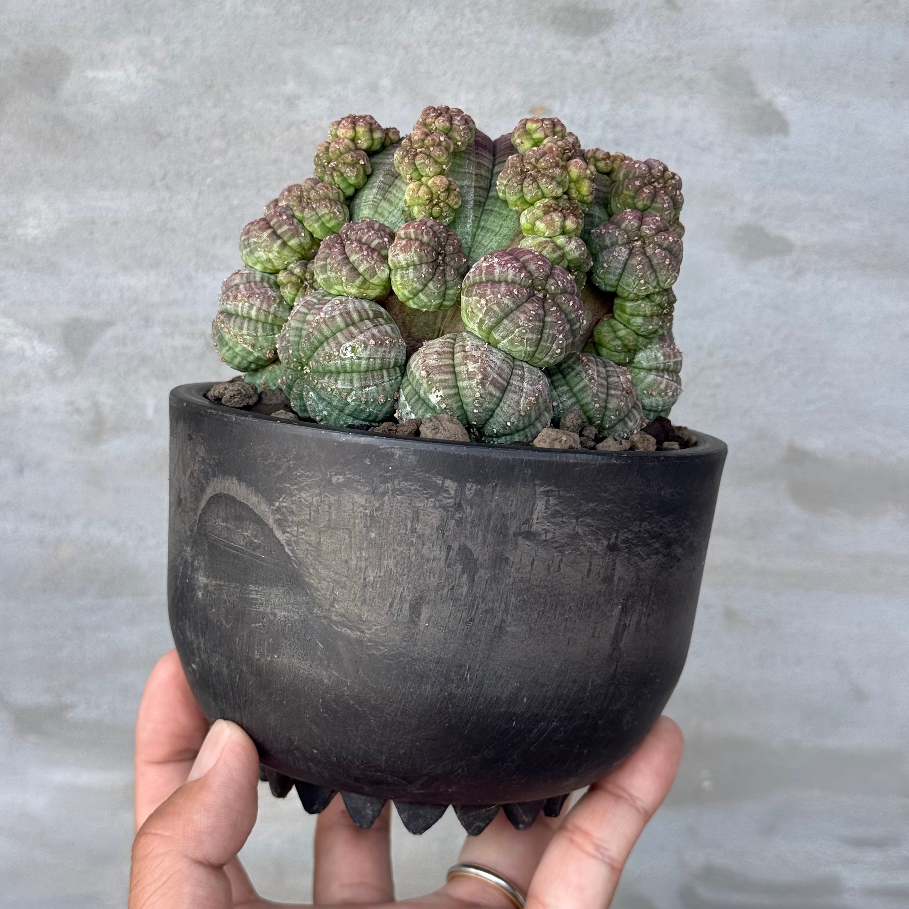 植物×作家鉢 【植え込み済み】 | A-PLANTS