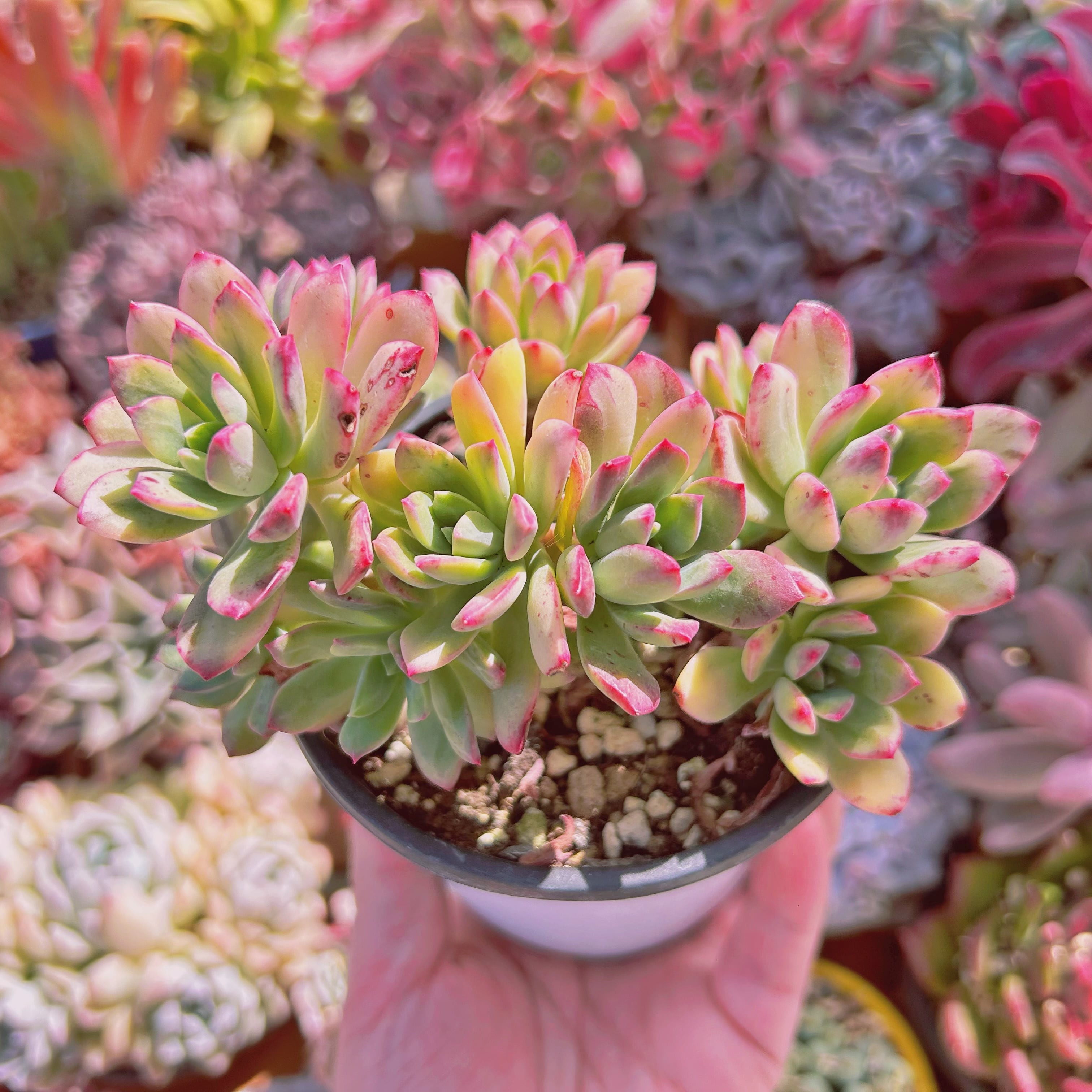 090現物 多肉植物 ミニベル錦 大群生 抜き苗 | るる農園~多肉