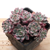 抜き苗 七福美尼 群生 Echeveria 'Shichifuku-bini'