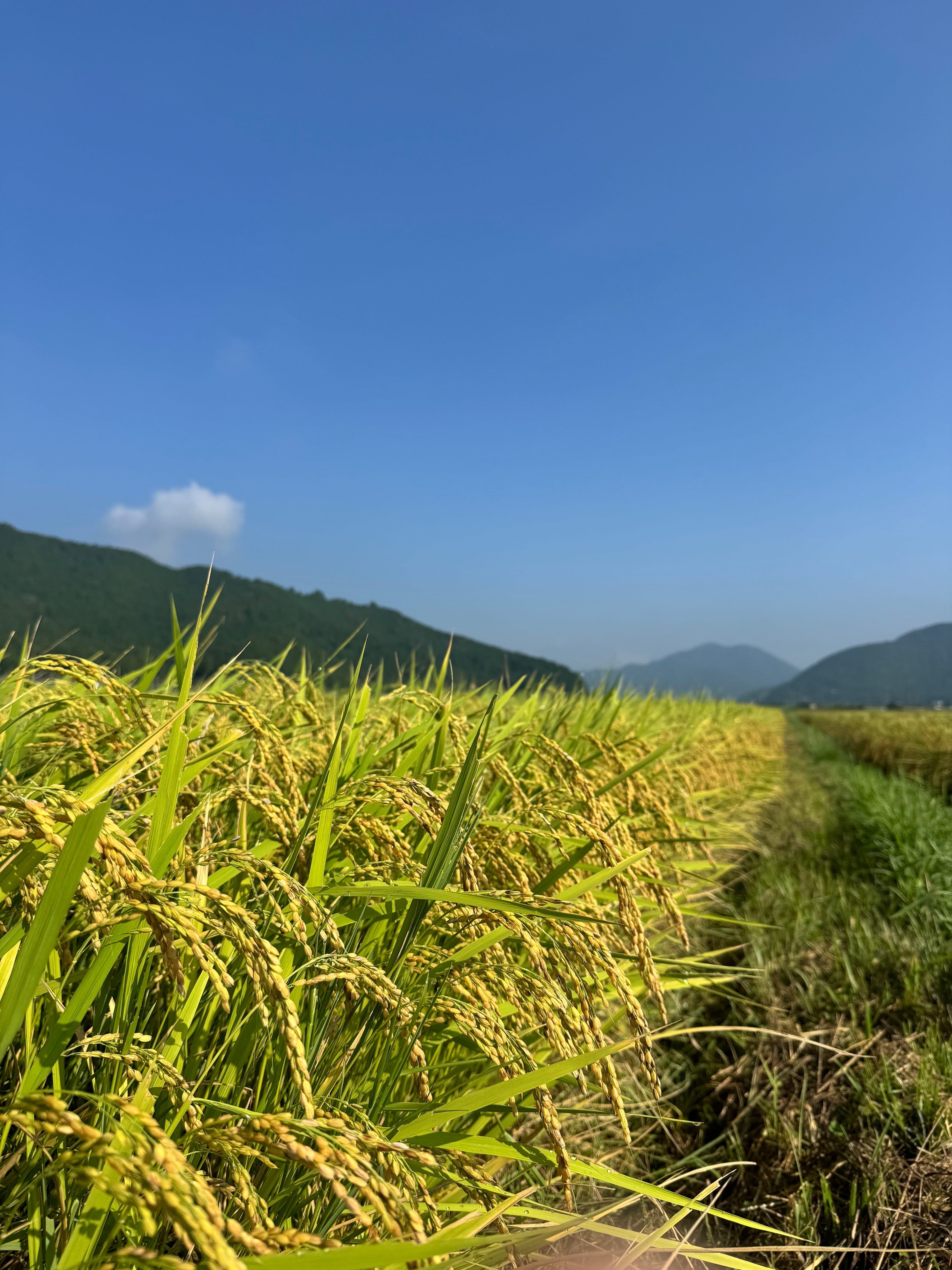 送料無料！R7年産丹波産コシヒカリ 特別栽培米 10kg（精米）×1袋