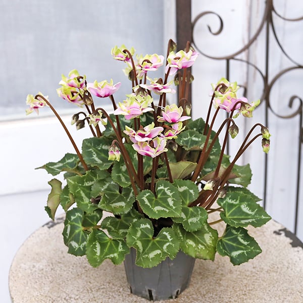 ELZA　クンシラン銘花交配４点セット テッサ×グロリア他３点 鉢花 シクラメン スクリュースター グリーンティアラ 3号 八重咲き