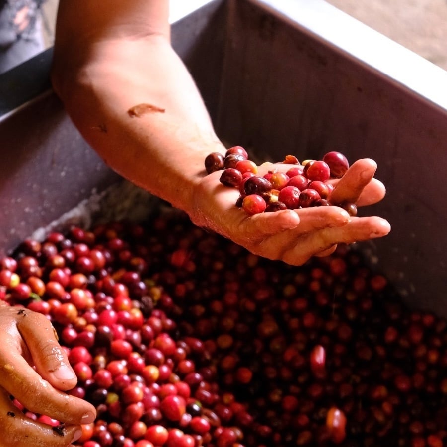 【コーヒー生豆】 ７kg コロンビア　エルパライソライチ 自家焙煎コーヒー豆】コロンビア エルパライソ アナエロビック ライチ