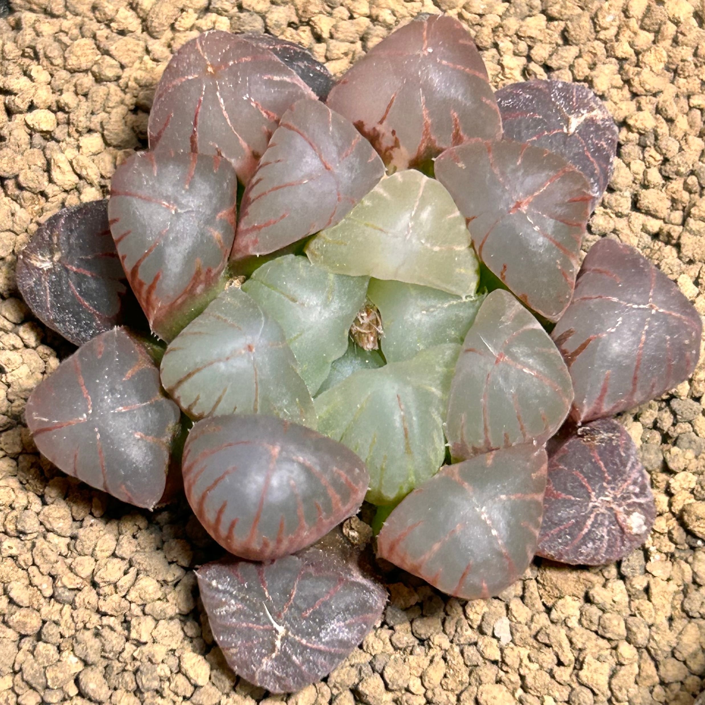 T) 姫オブツーサ錦 ハオルチア | RuPo 多肉植物専門店