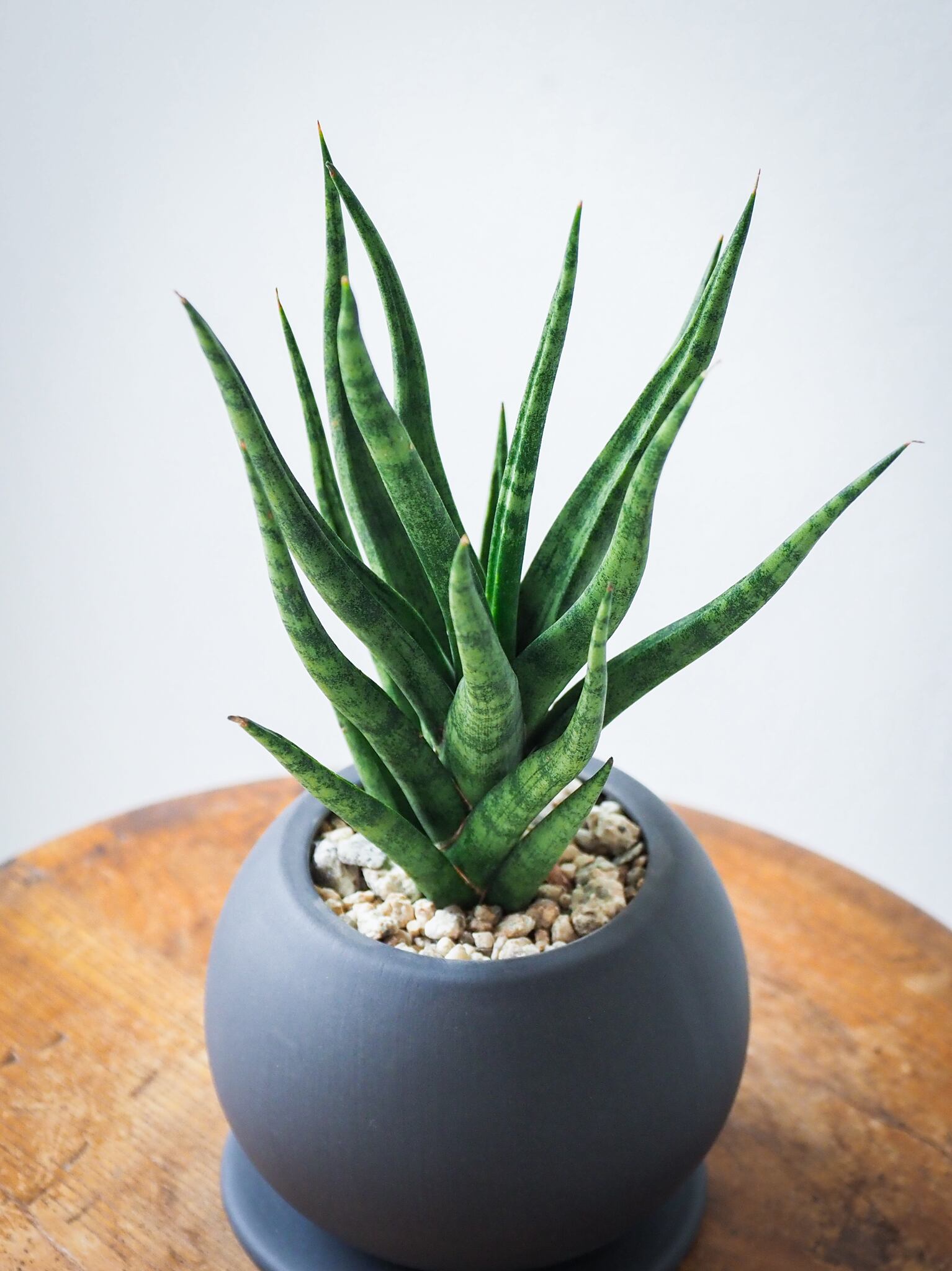 サンスベリア トーチ | ロクイチ植物店