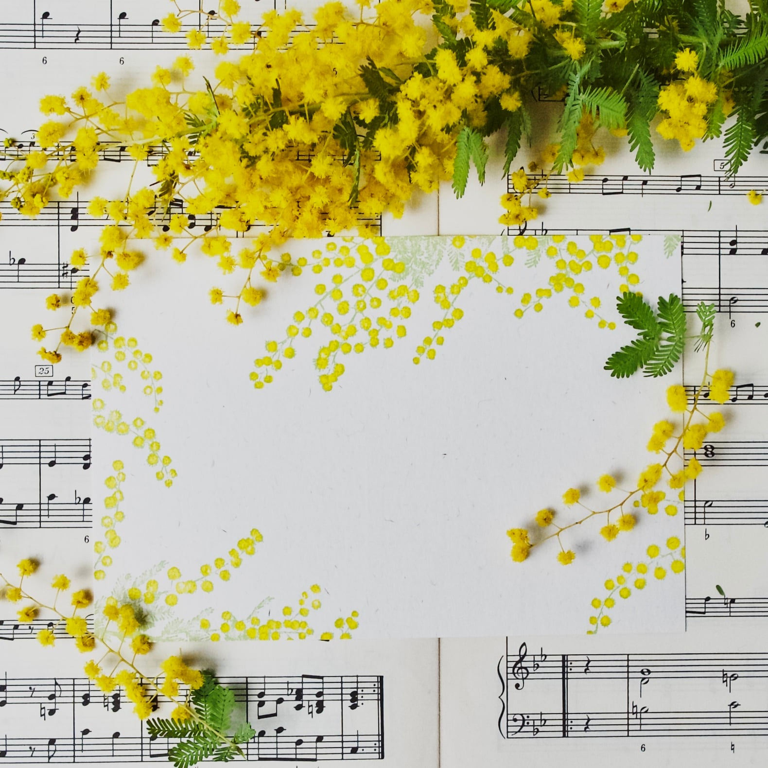 ポストカード】 ミモザ / 100×148mm/活版印刷 | botaniko press online