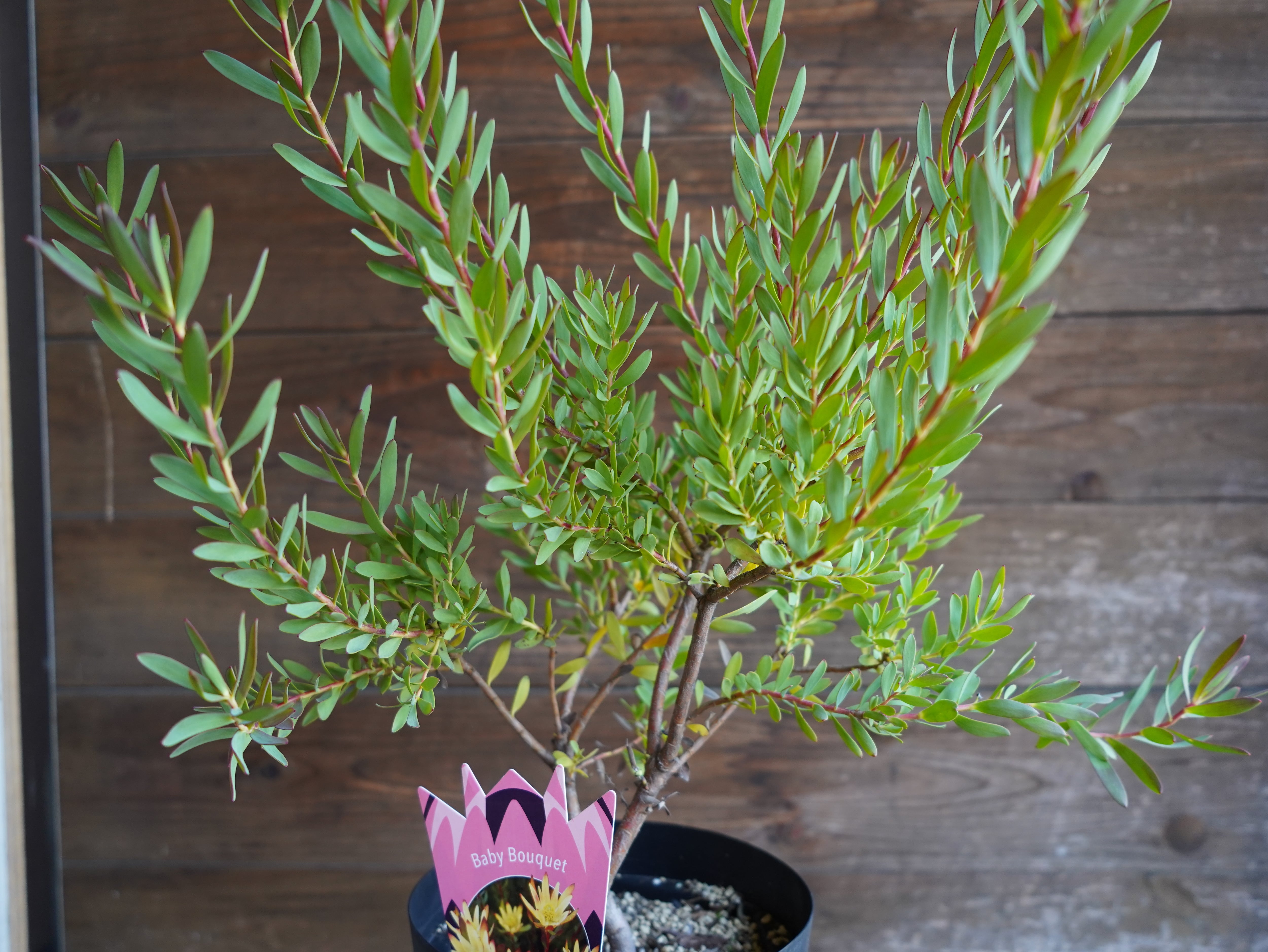 【現物】リューカデンドロン ”Baby Bouquet” 6号