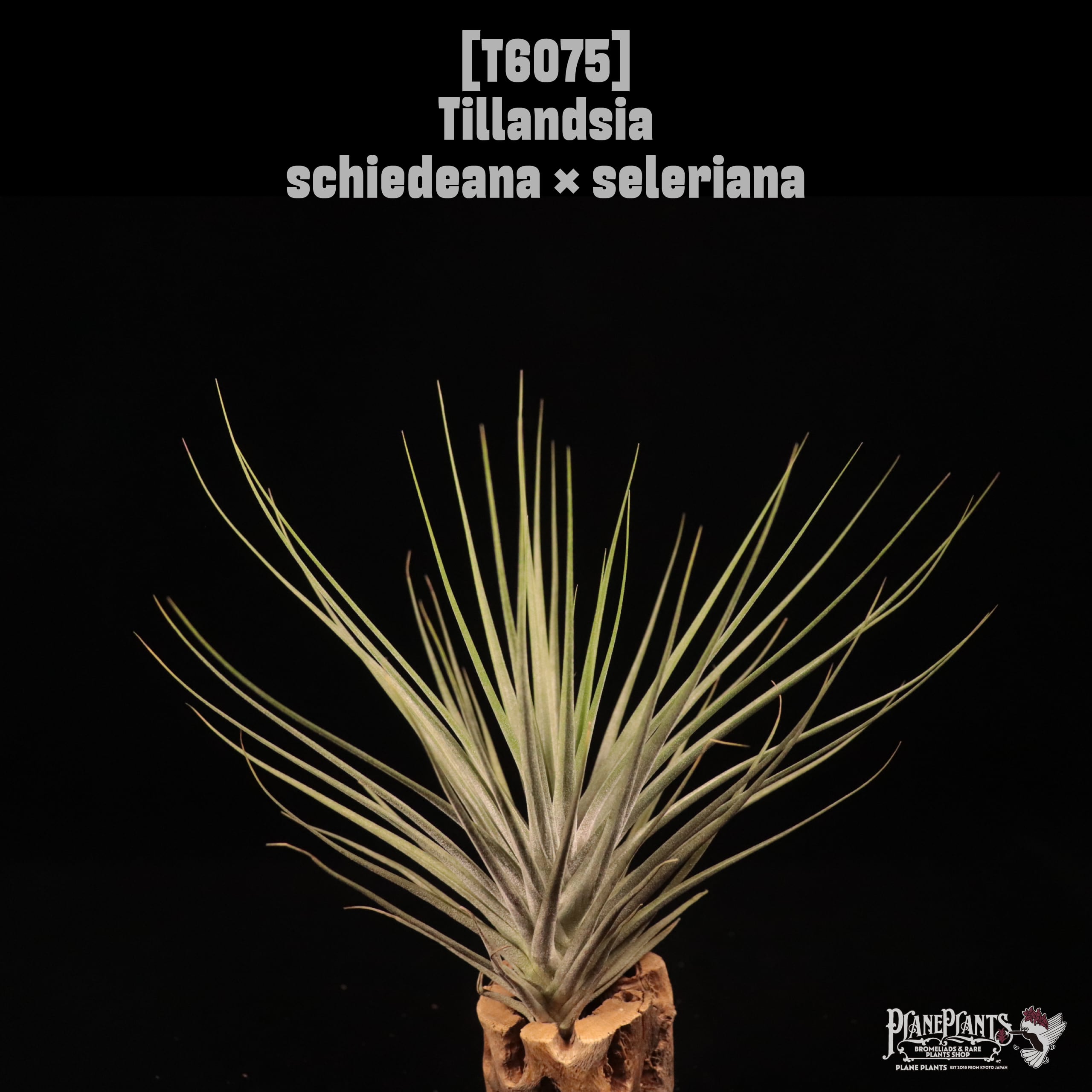 Tillandsia schiedeana × seleriana〔ティランジア〕T6075