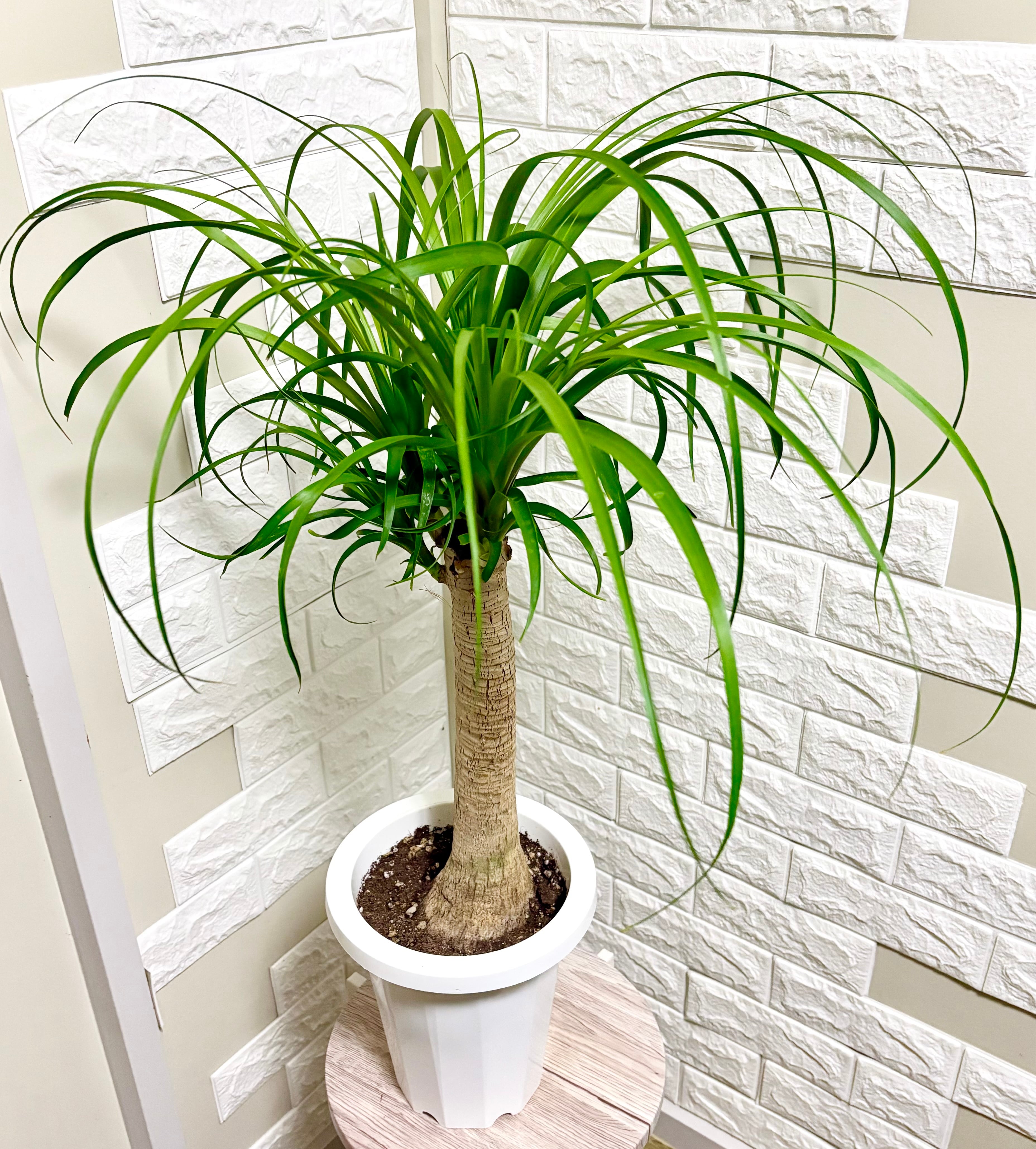フィカスアムステルダムキング⭐️曲がり⭐️約150cm | 観葉植物のお店