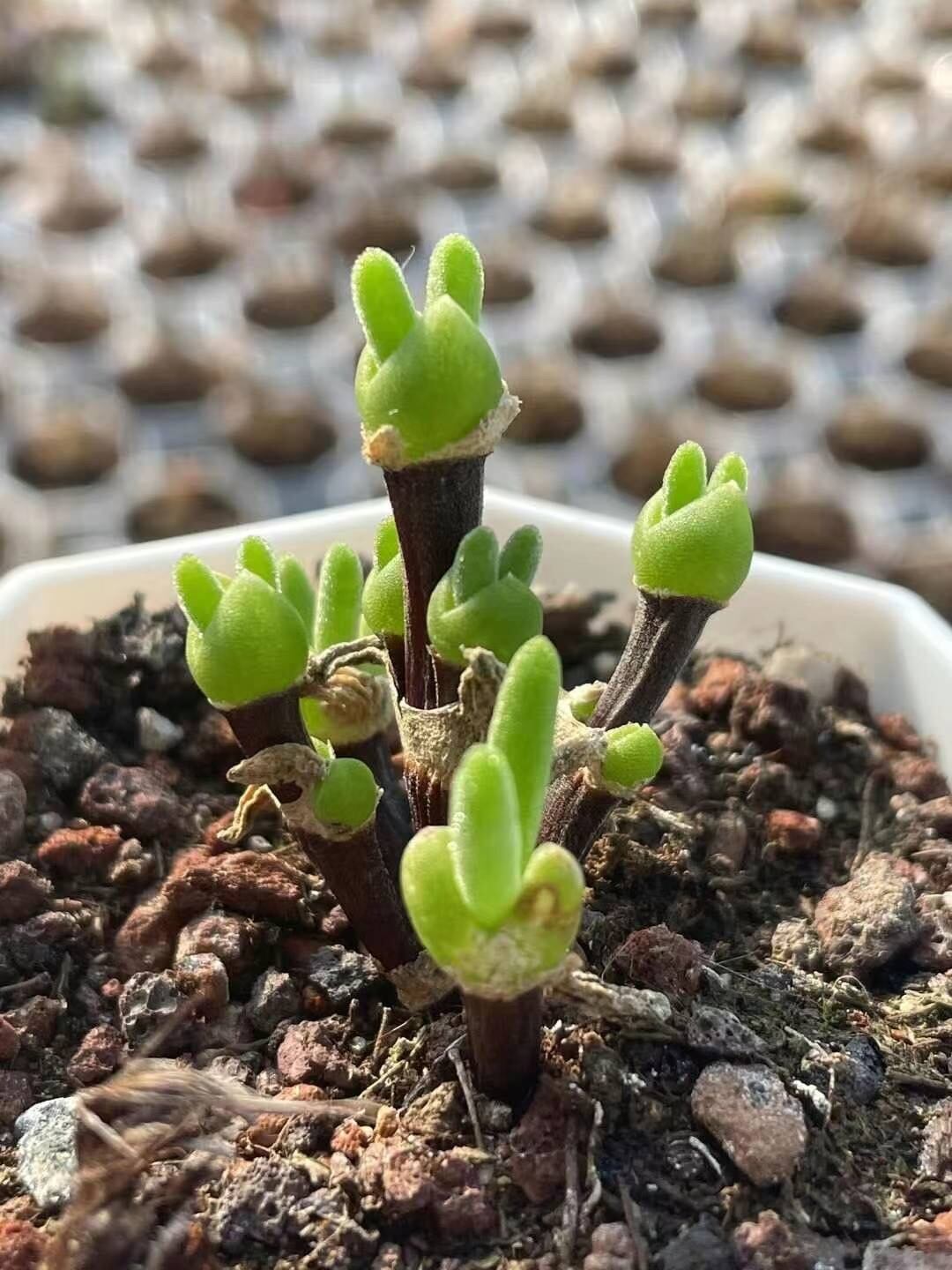 多肉植物 ディクロカウロン ラムローサム うさぎミミ 10頭 抜き苗 | PAY ID