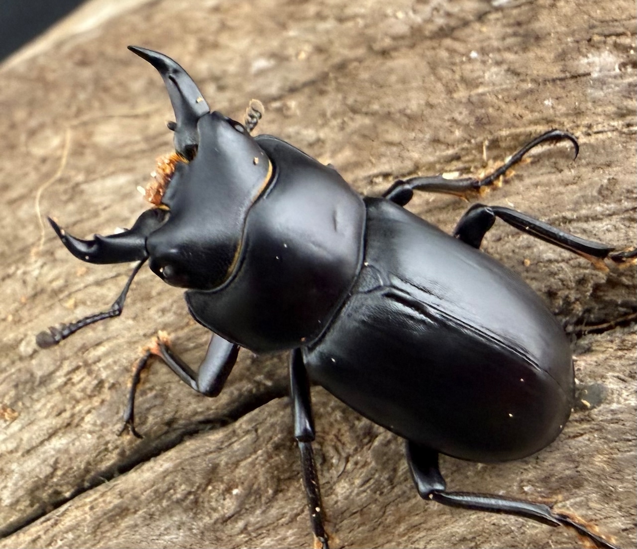 【WF3】《ウーコクワガタ 25mm B品ペア 》