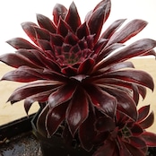 【PREMIUM】 抜き苗 フェニックスフレームバリエガタ 完成カラー Aeonium 'Phoenix Flame Variegated'