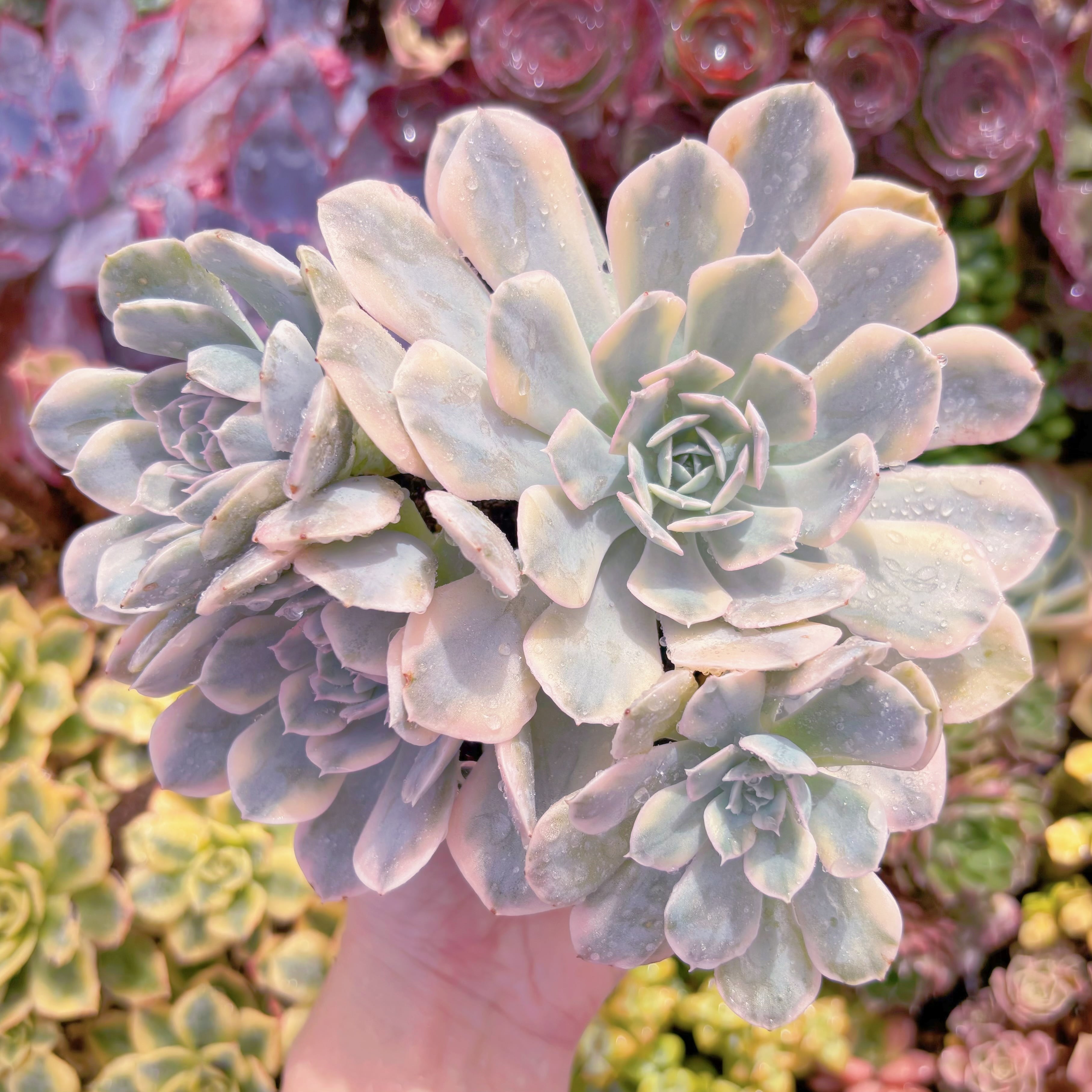 現品　ルヨン二錦#F093　特大群生　るる農園