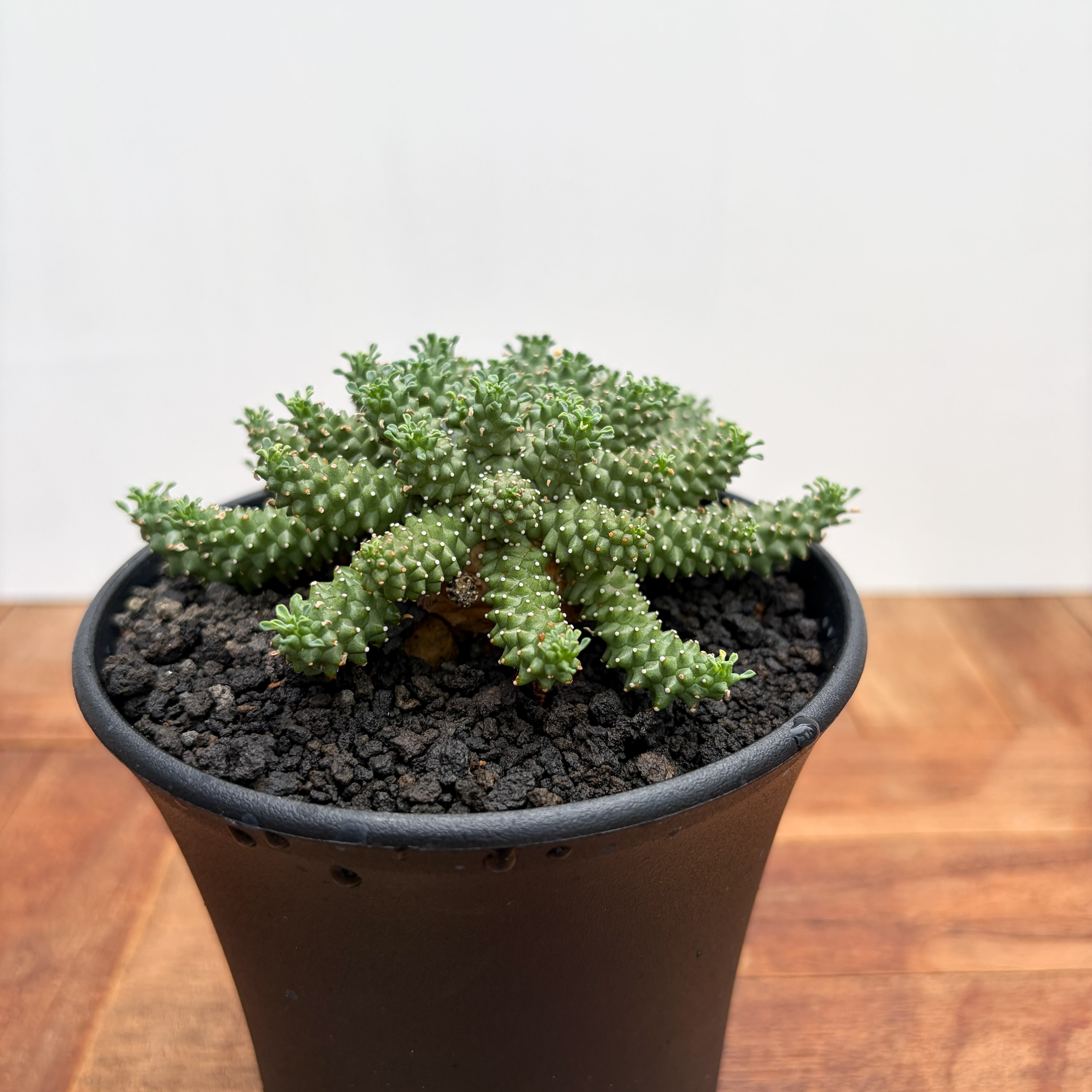 Euphorbia atroviridis【ユーフォルビア・アトロビリディス】 | RIMO'S
