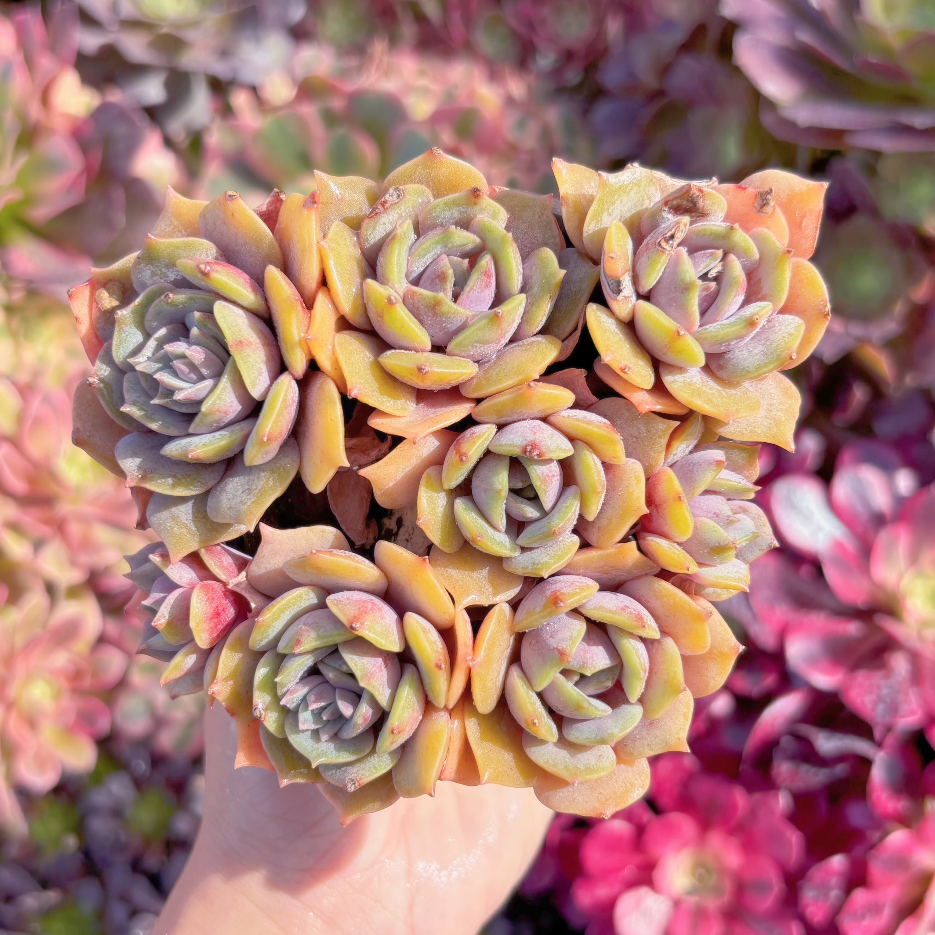 現品　紫姫#A04　群生　るる農園