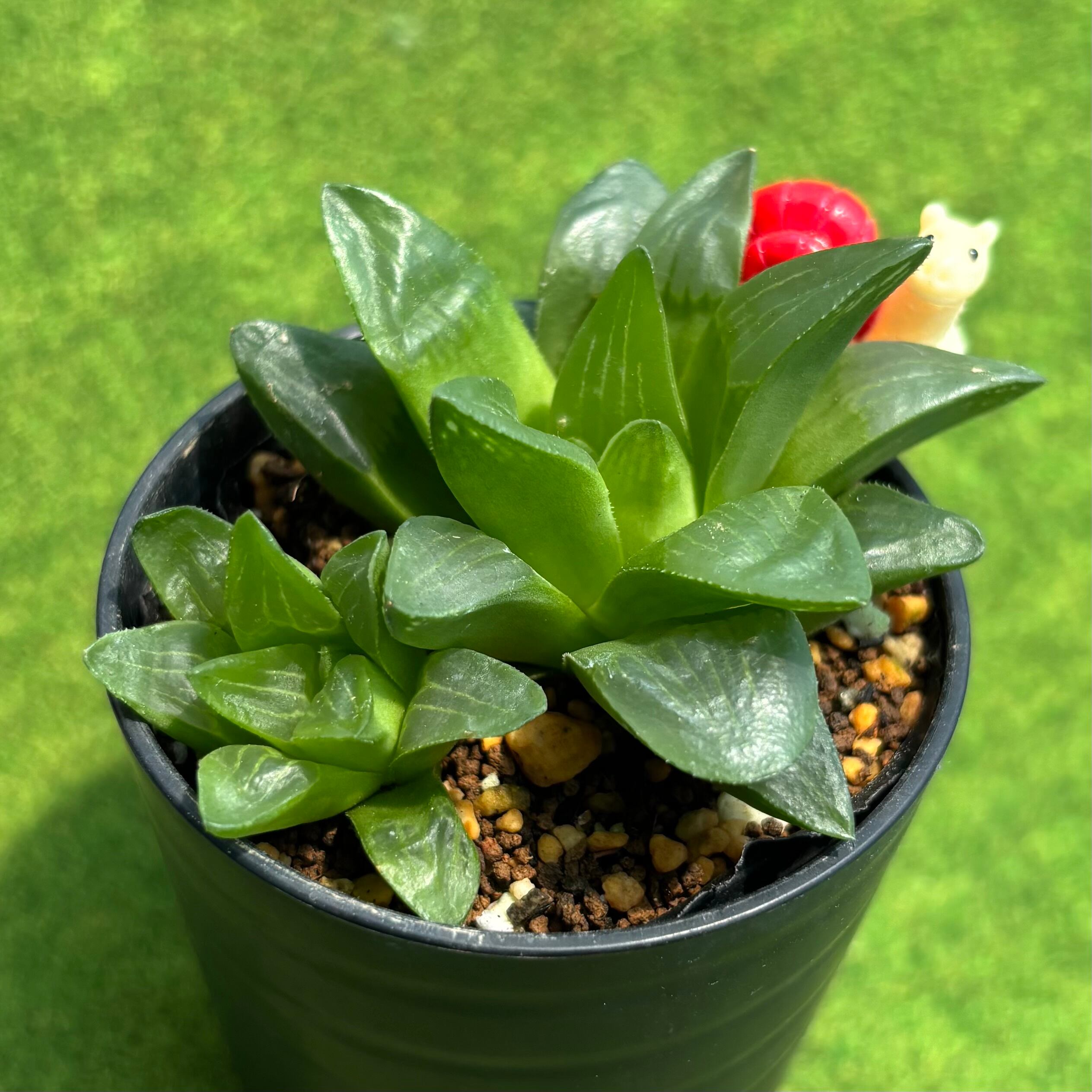 キャッツアイ錦 | 多肉植物 豆彦商店