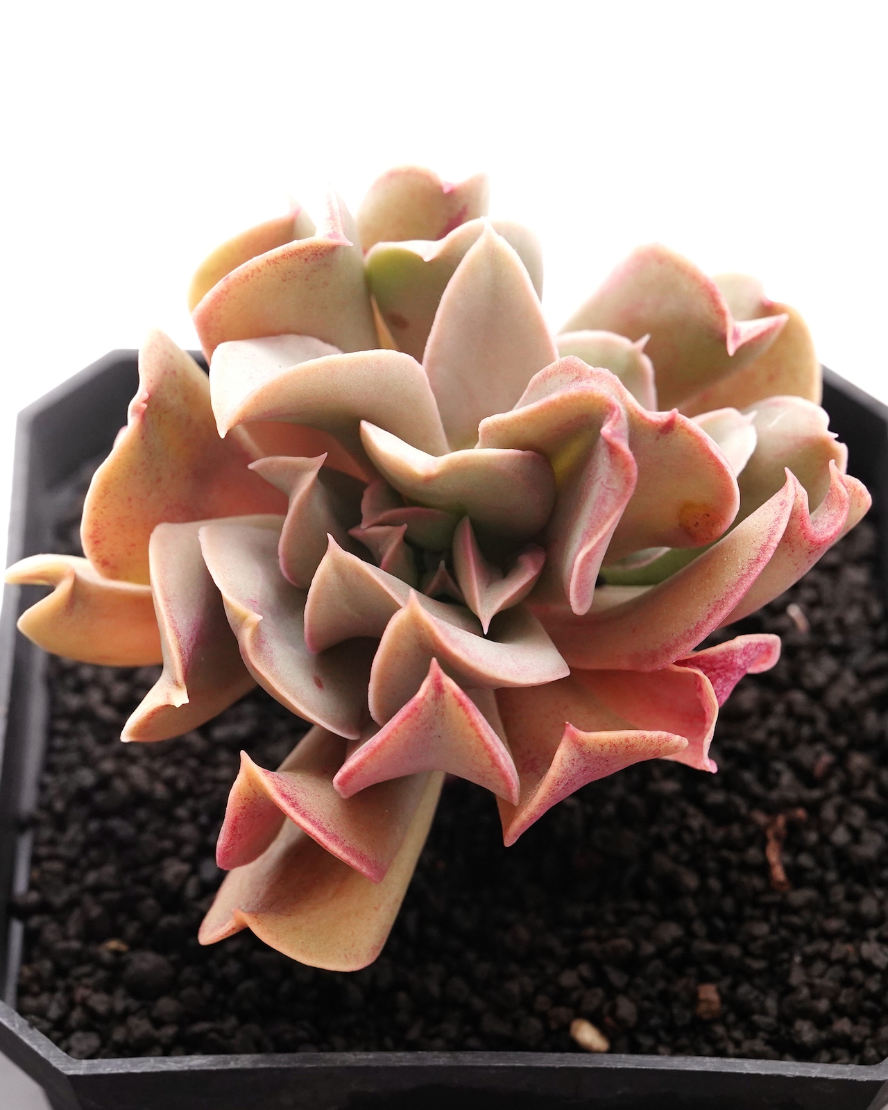 【PREMIUM】切りたて新鮮カット苗 ブラックホーク 極み株 Echeveria 'Black Hawk'