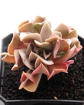 【PREMIUM】切りたて新鮮カット苗 ブラックホーク 極み株 Echeveria 'Black Hawk'