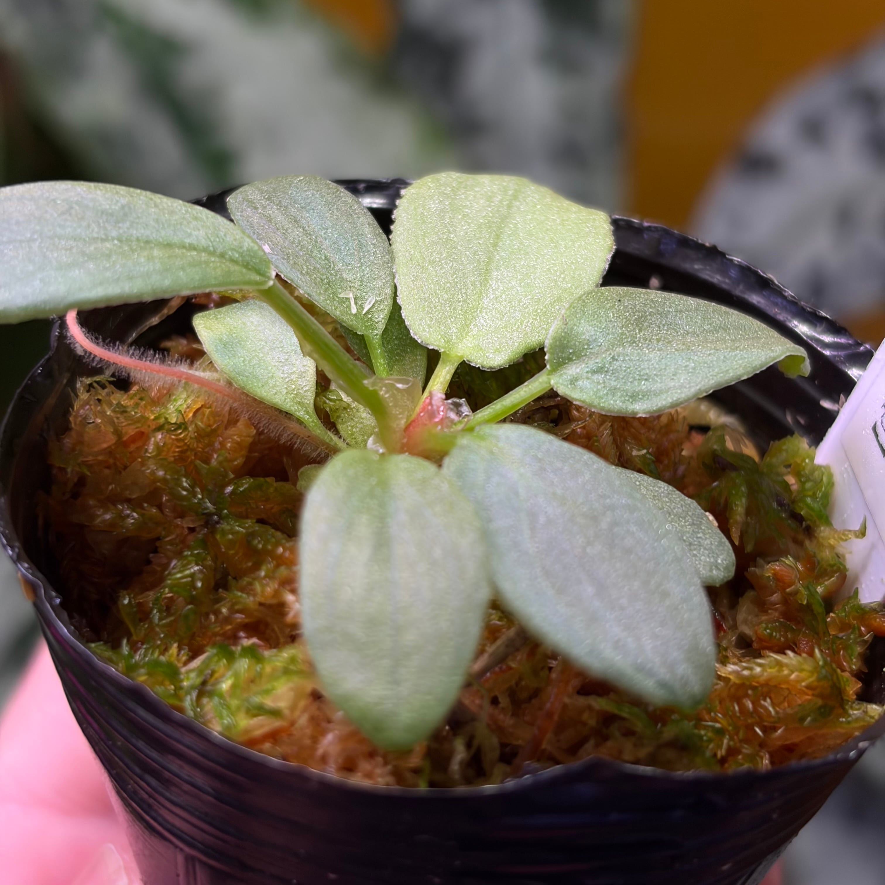 Homalomena sp. 花緑青 Tapanuli Selatan 【ZOE1025-4p】 銀葉個体