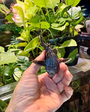 ワイルド・ロイヤルプレコ