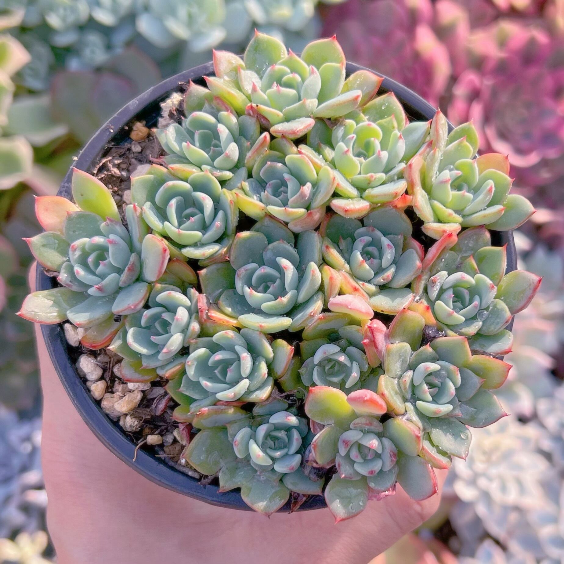 現品　七福美尼#737   古株   るる農園