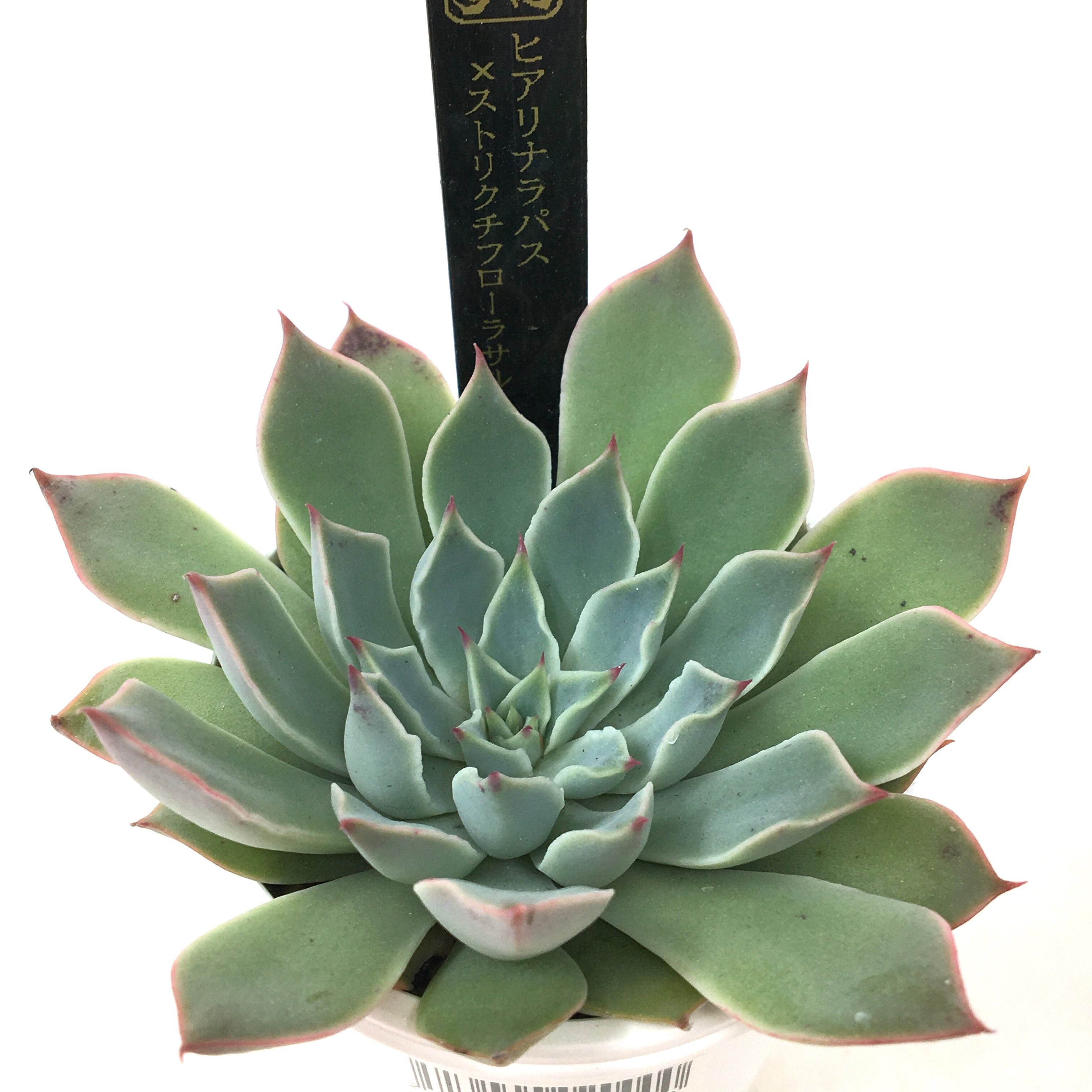 ✨同梱600円♥️22 FACTORY苗／ストリクチフローラ交配 多肉植物