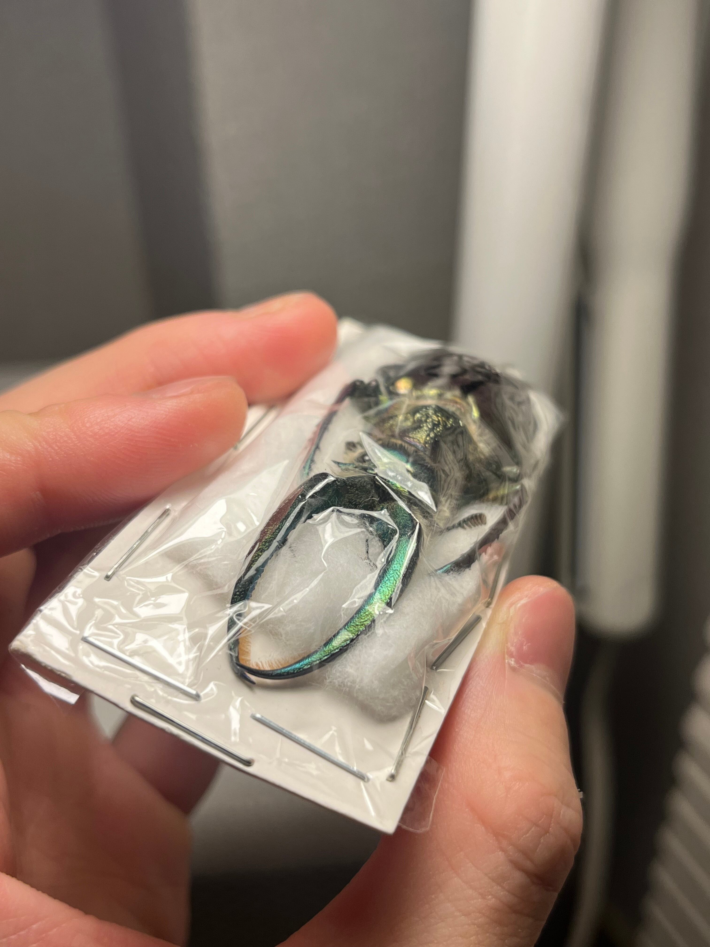 顎BLUE】ギガンテウスシワバネクワガタ 昆虫標本 ニジイロクワガタ