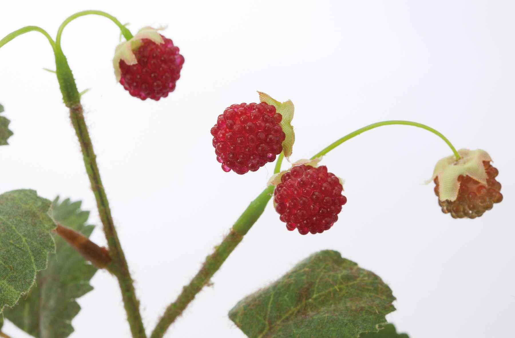 フレッシュラズベリーショート　　FG-4673R　4961823652905　造花（アーティフィシャルフラワー） > 定番造花実物/枝物