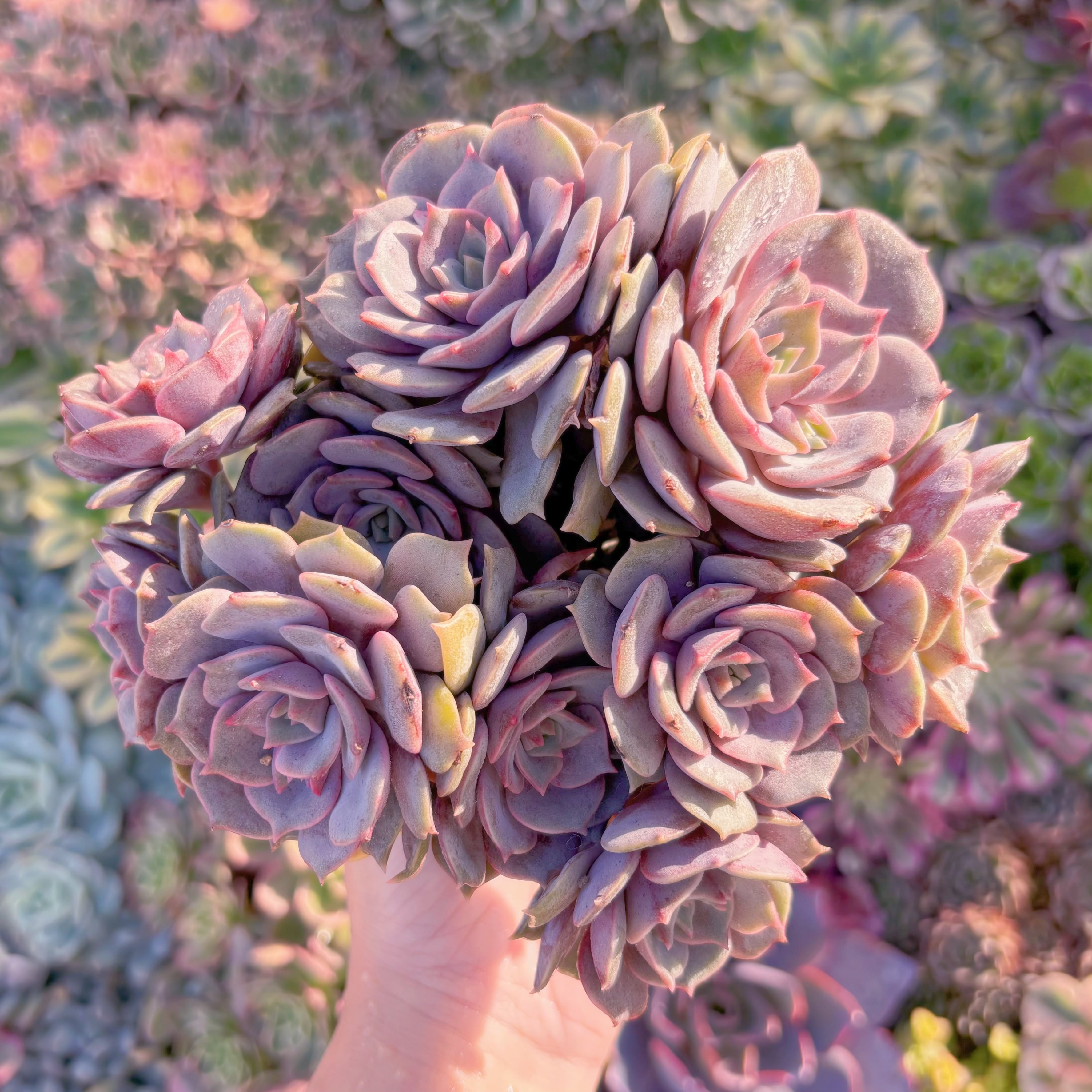 現品　紫姫#M264　群生　新入荷　るる農園