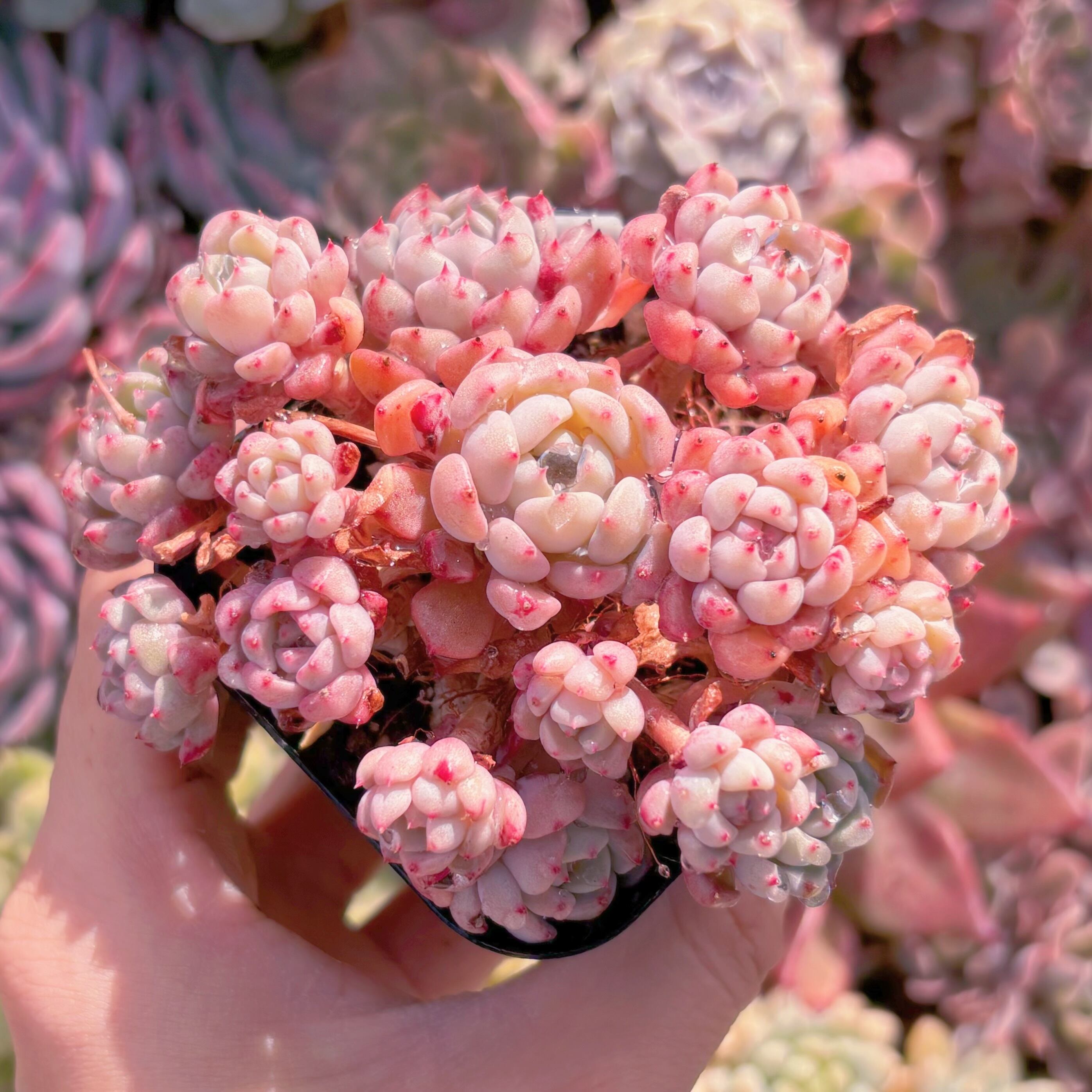 現品　ピンクバブル#835　るる農園