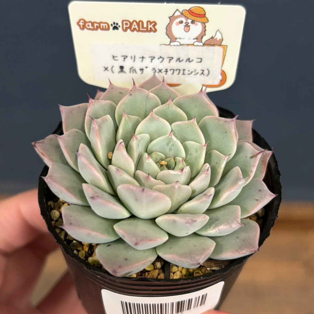 farmPALKさん苗 エケベリア ヒアリナアウラルルコ × (黒爪ザラ × チワワエンシス)【】
